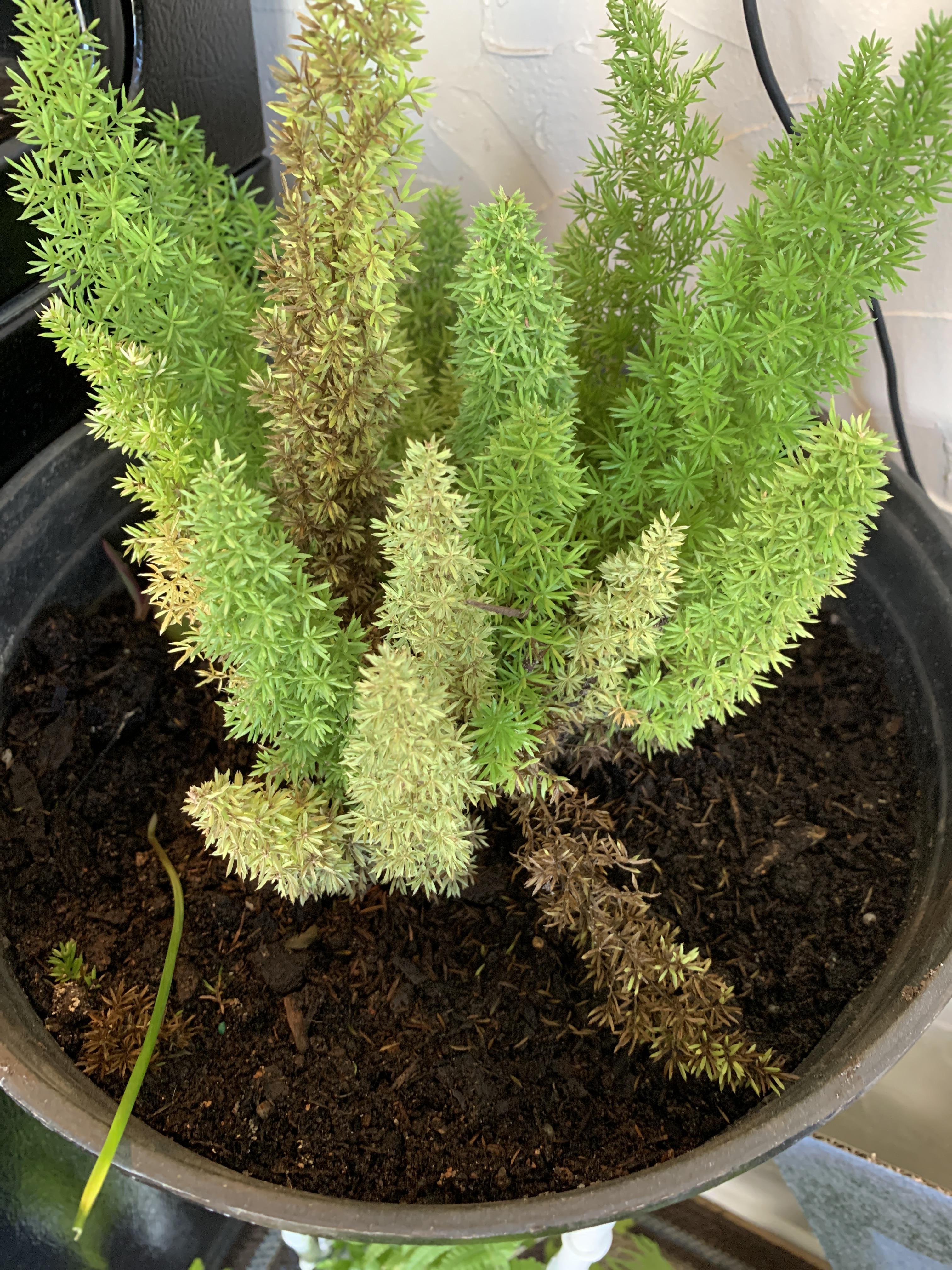 Fox tail fern plant Help! I am taking so much care and it