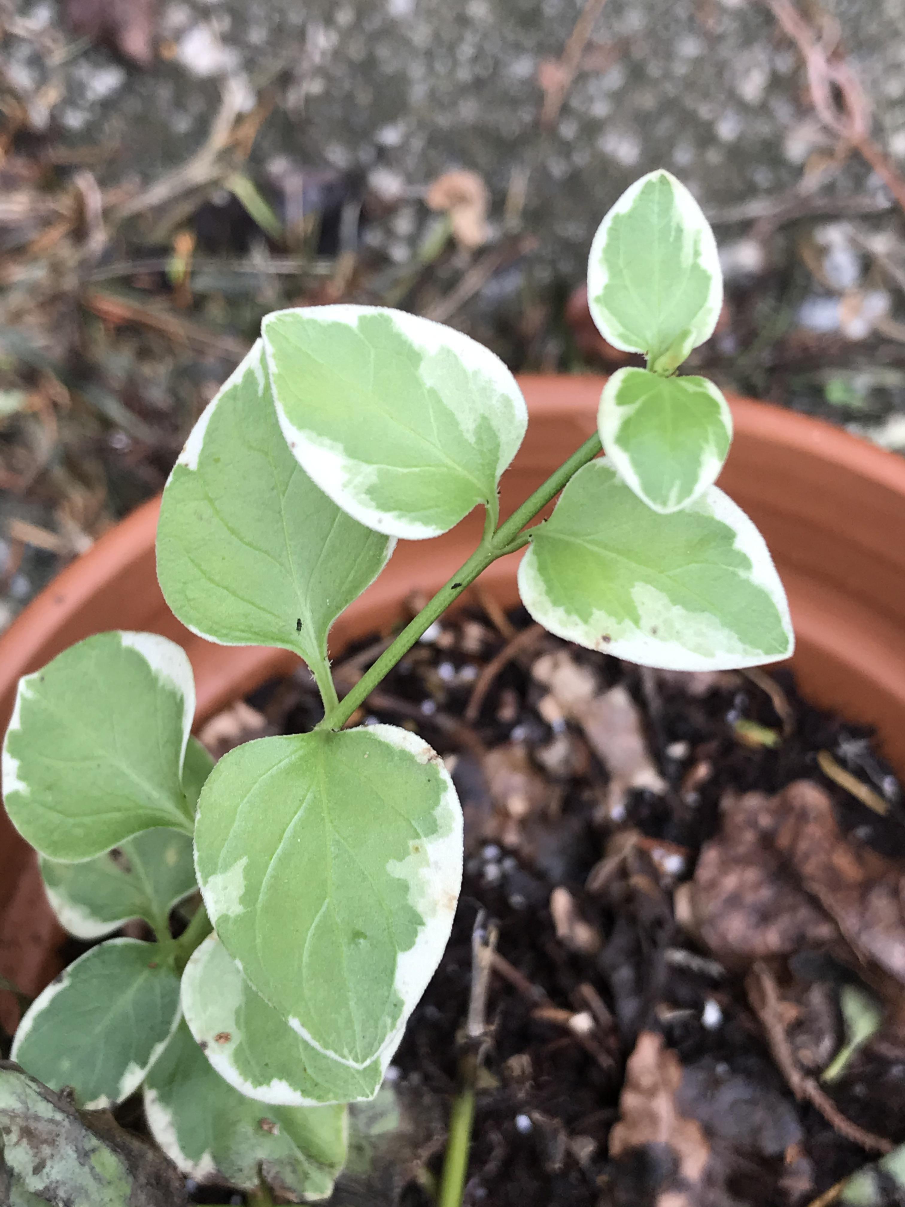 [Augusta, USA] what is this vine plant? It was growing in the