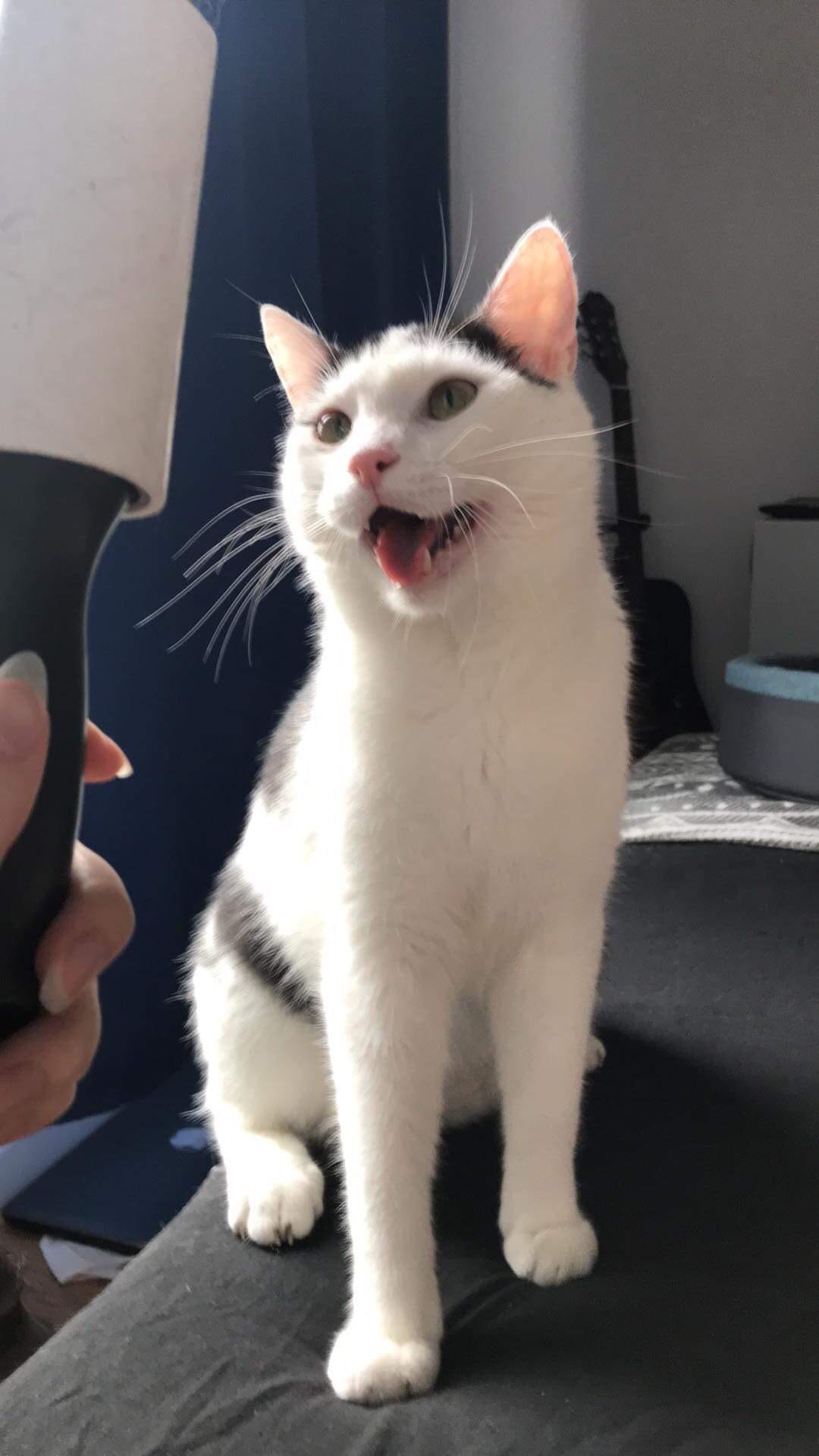 I was just cleaning cat hair from bed sheets but he was pretty excited