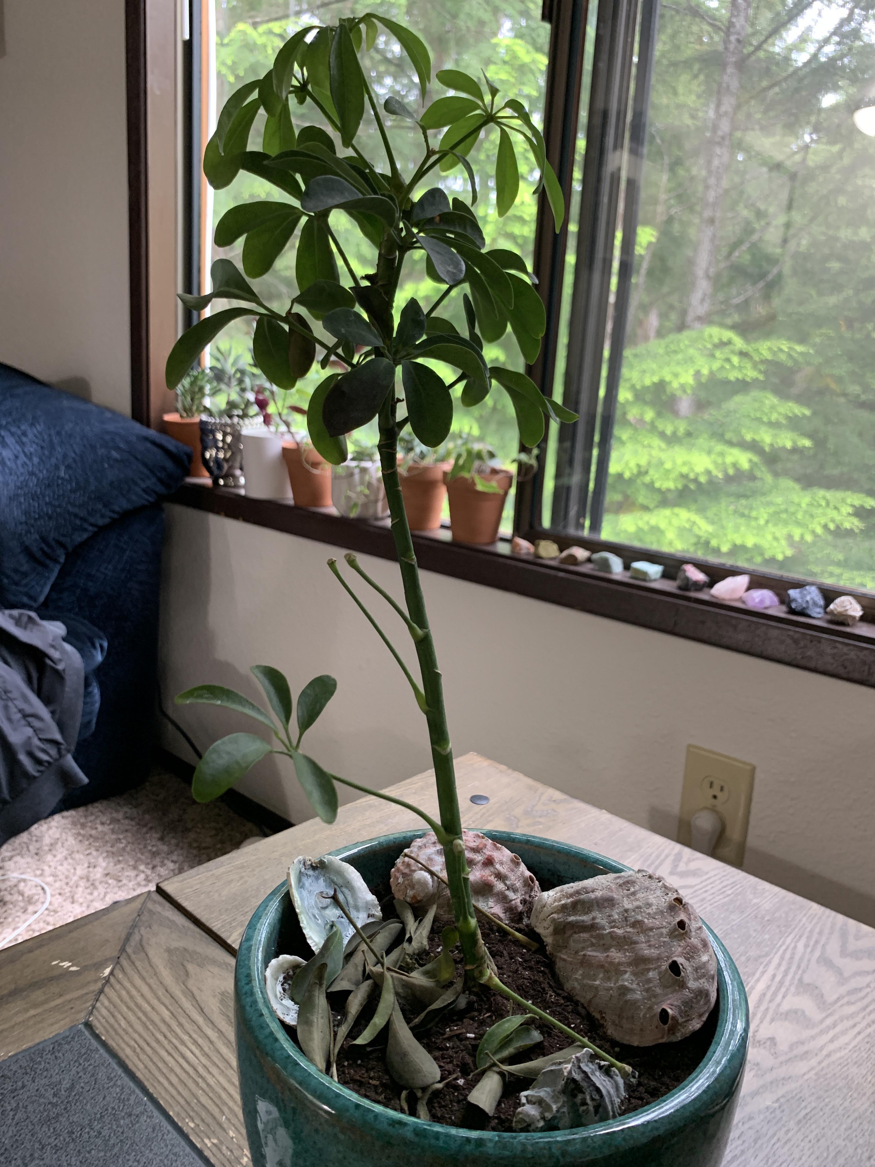 HELP! my umbrella tree’s leaves and stems are falling off & I’m not