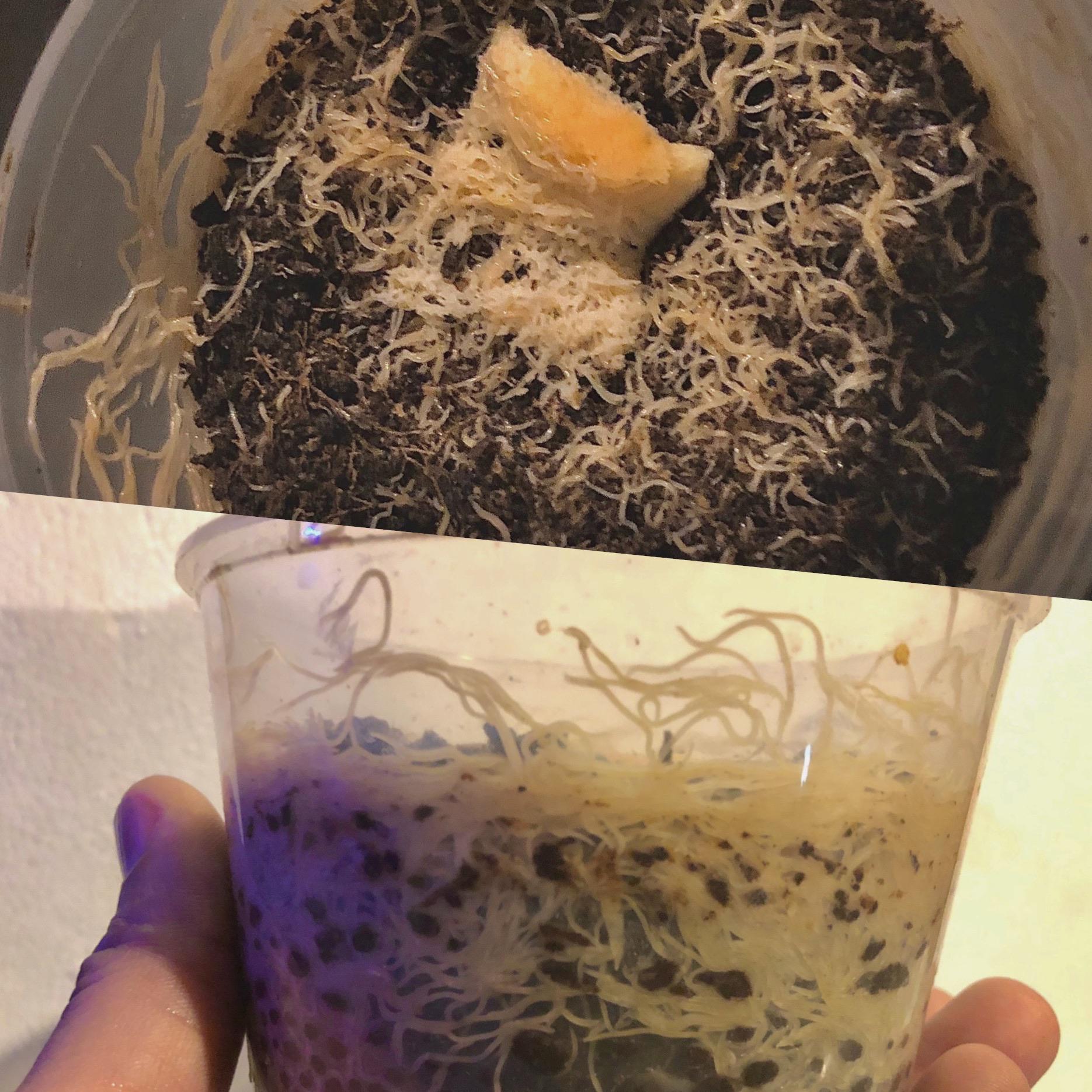 [FS] Bound Brook, NJ 18 Shipped. Mature white worm cultures. One