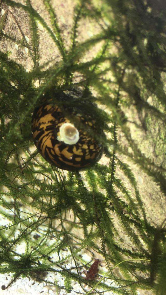 Nerite snail has a hole in its shell. Is this some sort of disease? r