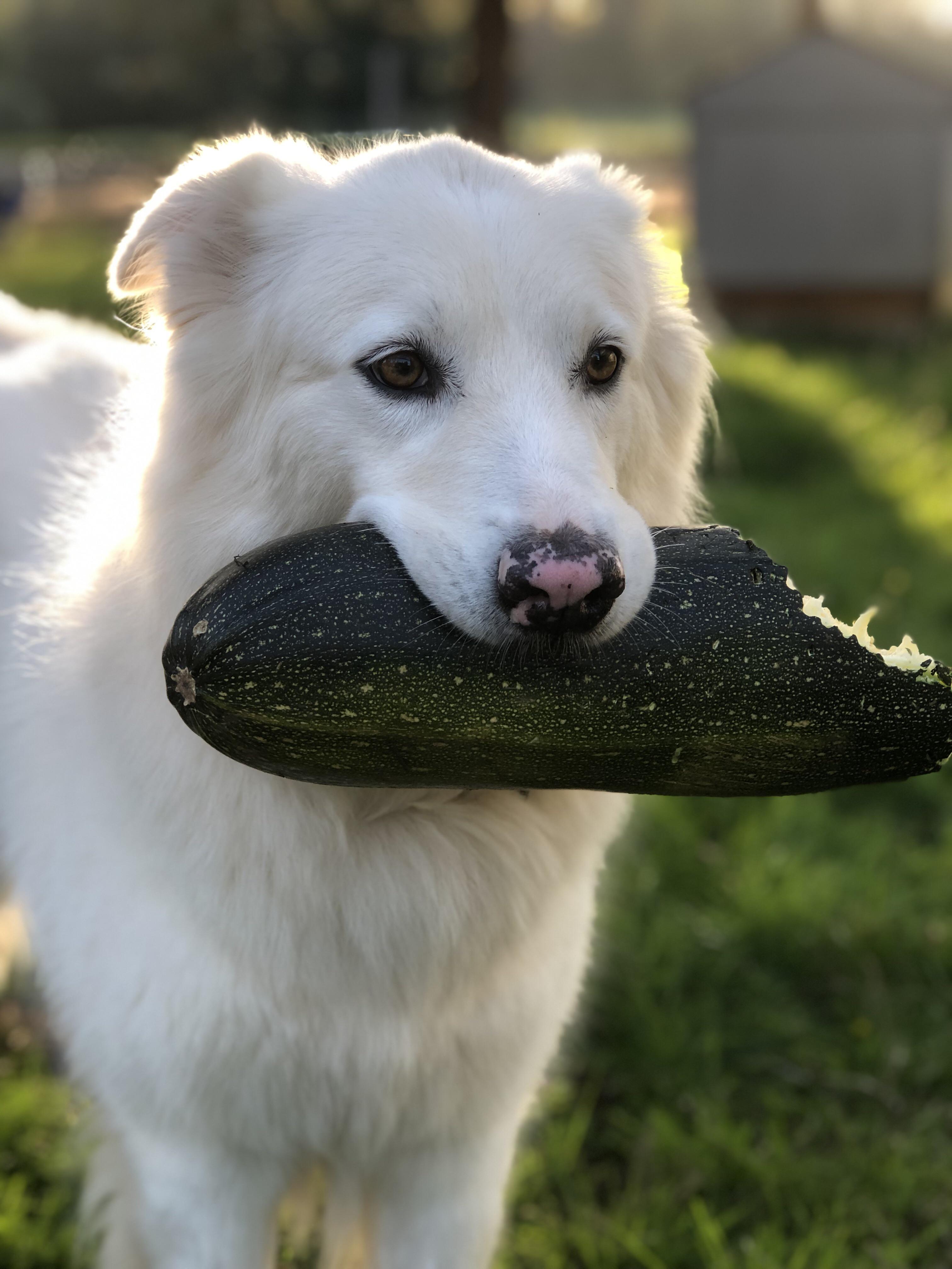 How Much Zucchini Can Dogs Eat