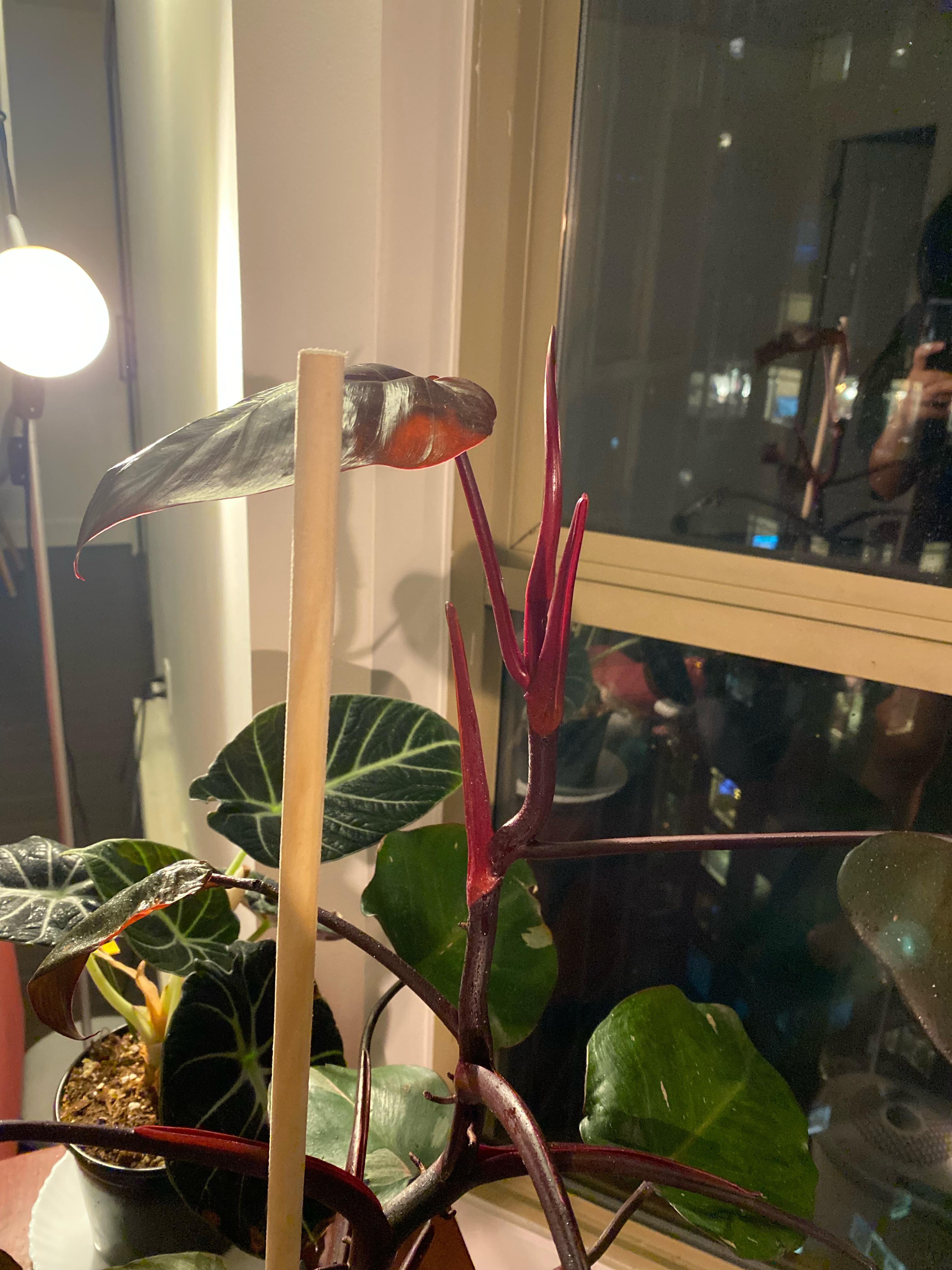 Why is my pink princess growing like this? r/PinkPrincessPhilo