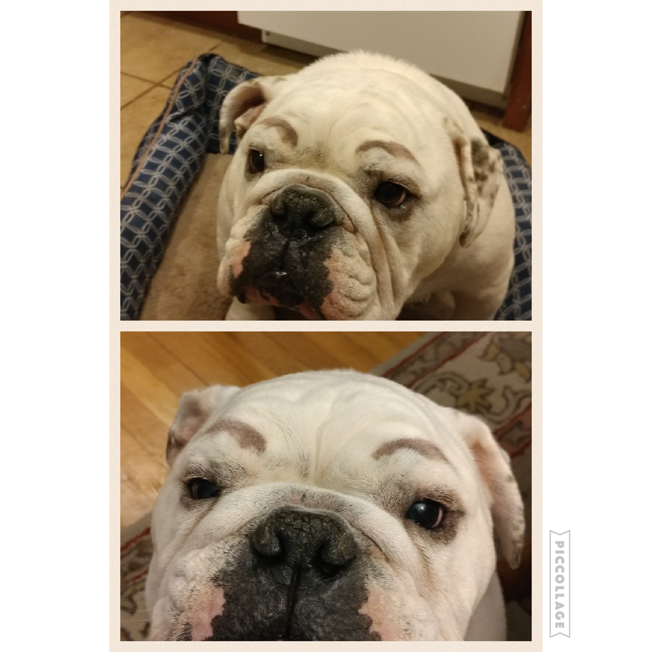 A while ago I got bored and drew eyebrows on my dog. r/Bulldogs