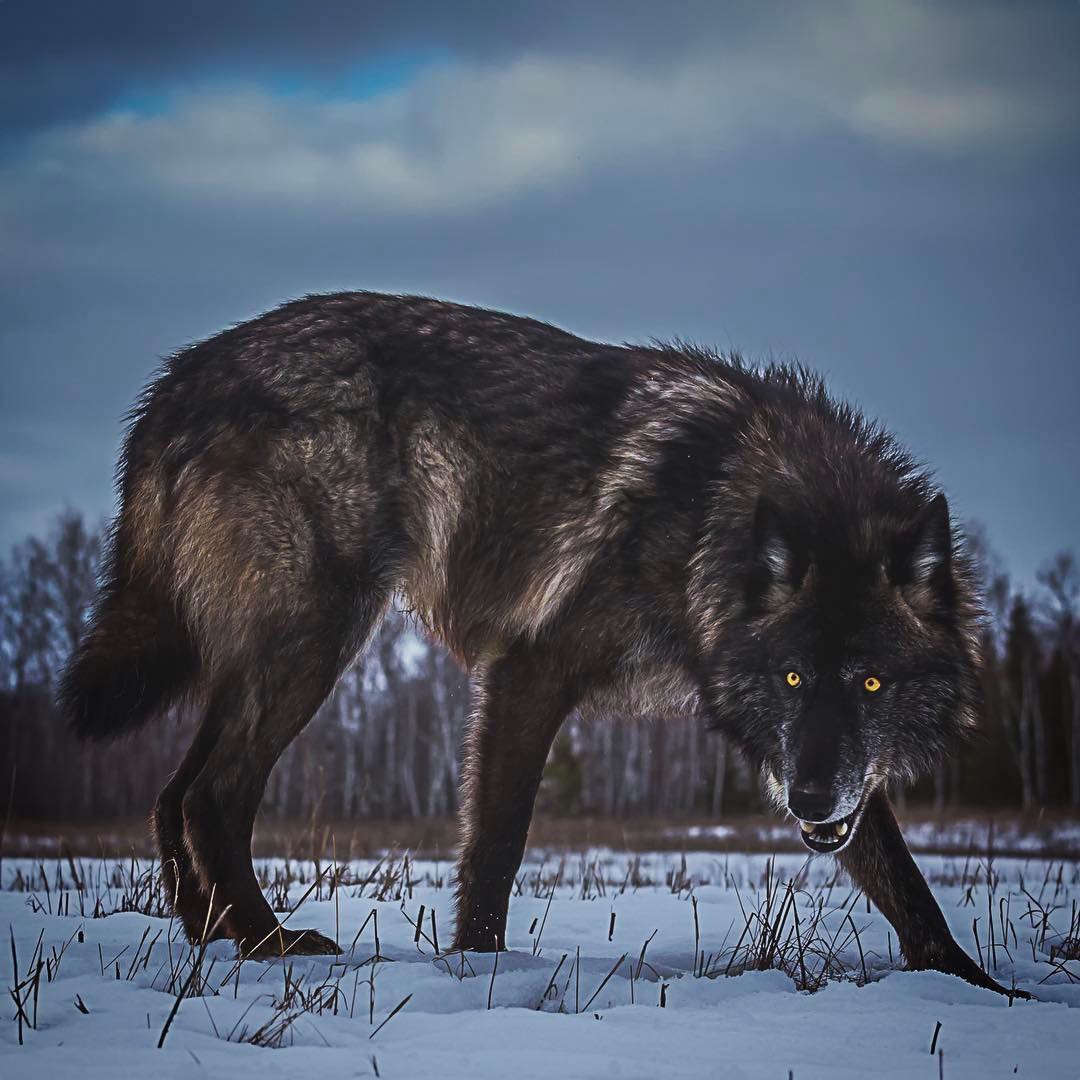 🔥 Giant black wolf in defense mode 🔥 r/NatureIsFuckingLit