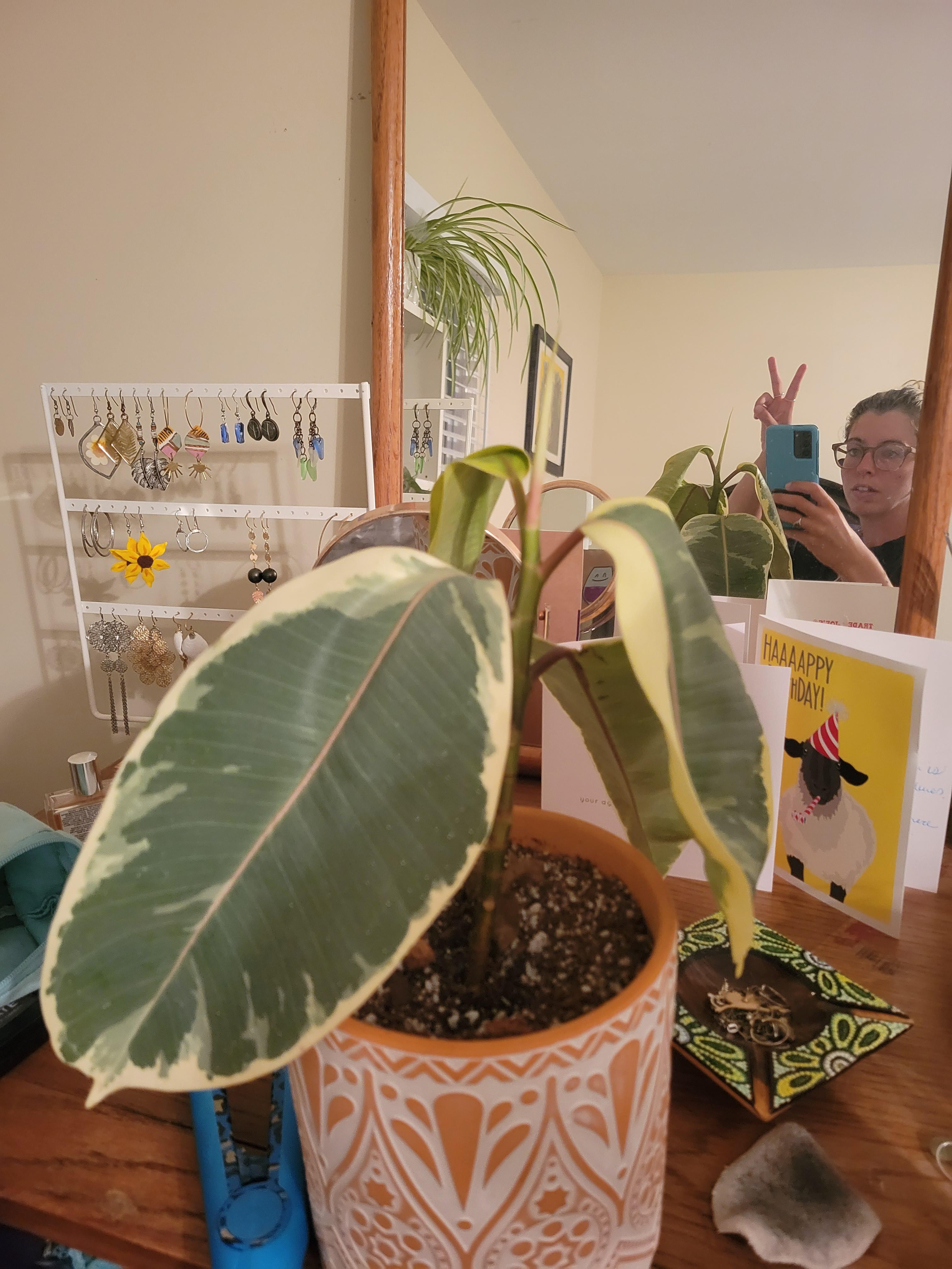 why is my plant so sad????? r/plantclinic