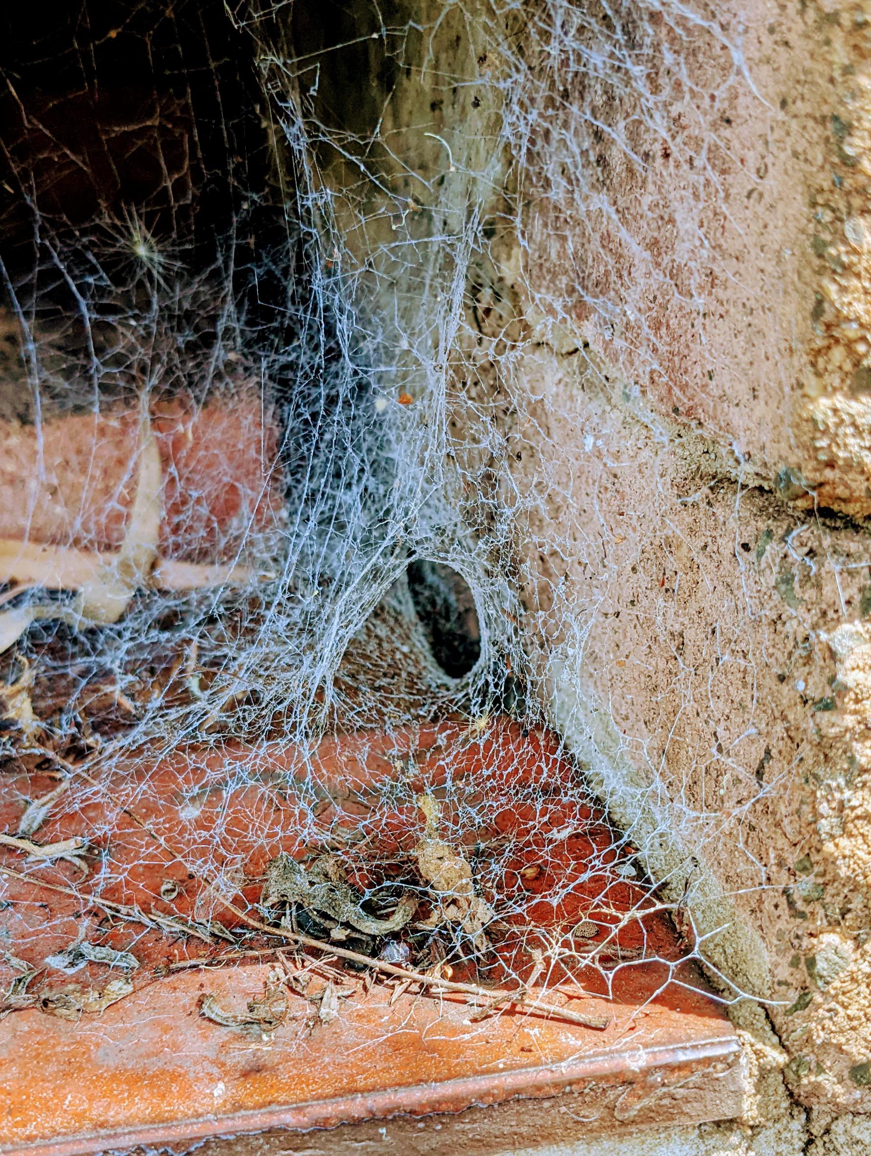 Funnel shaped web anyone know how likely it might be the