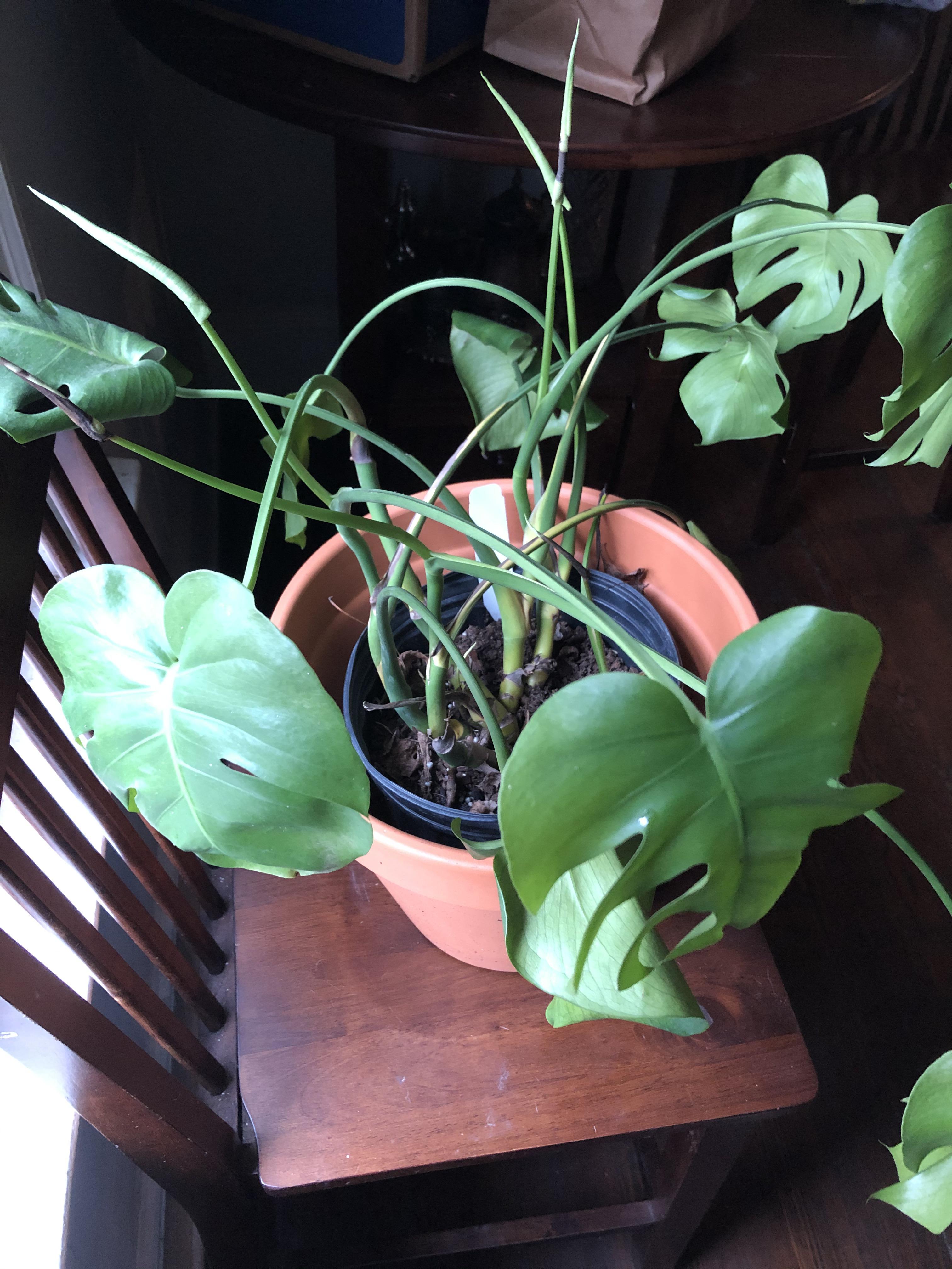My monstera is growing new leaves, but it’s spotty and quite droopy