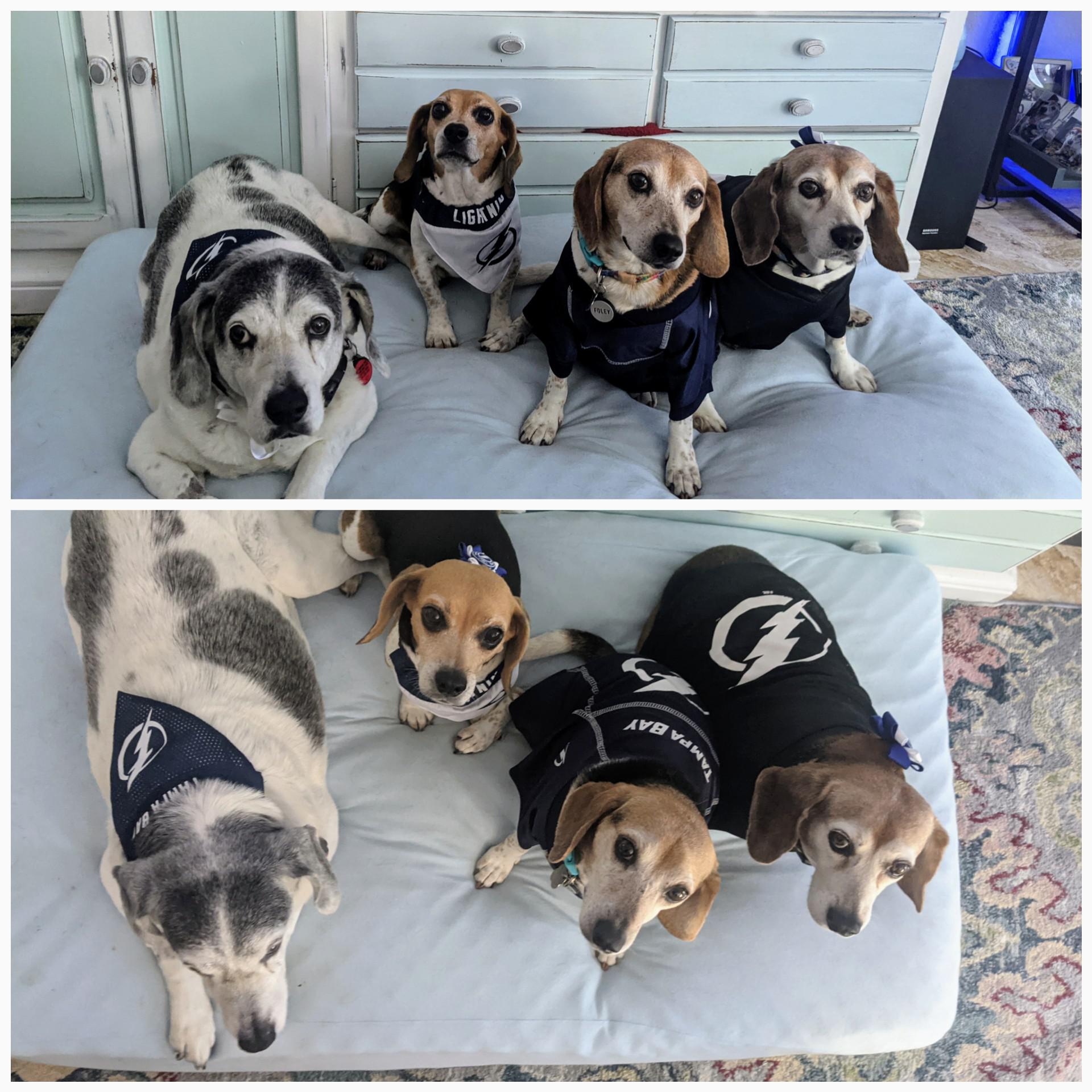 We love Beagles and the Tampa Bay Lightning in this House. Go Bolts ⚡⚡⚡