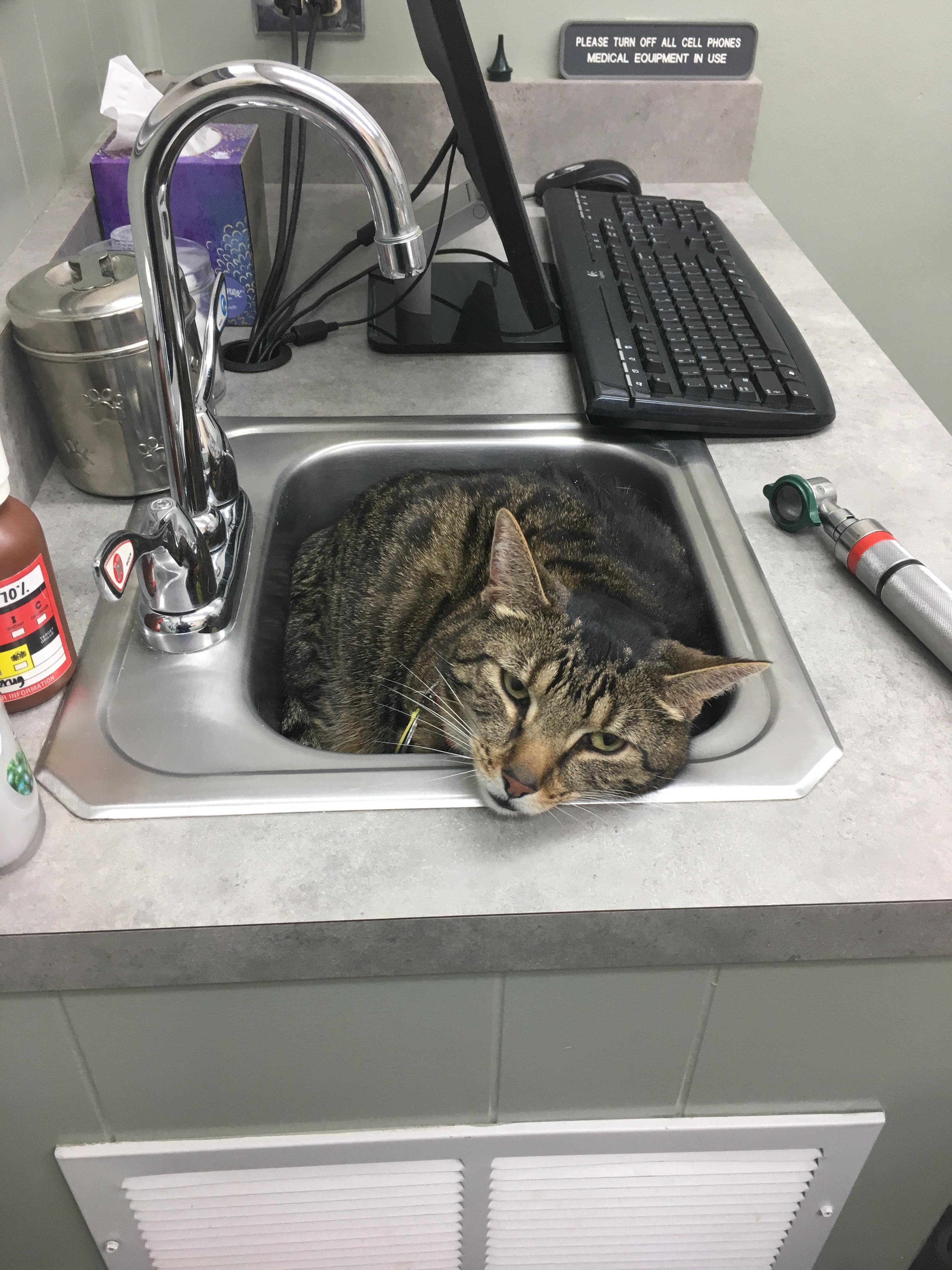 So my cat really hates the vet lol r/funny