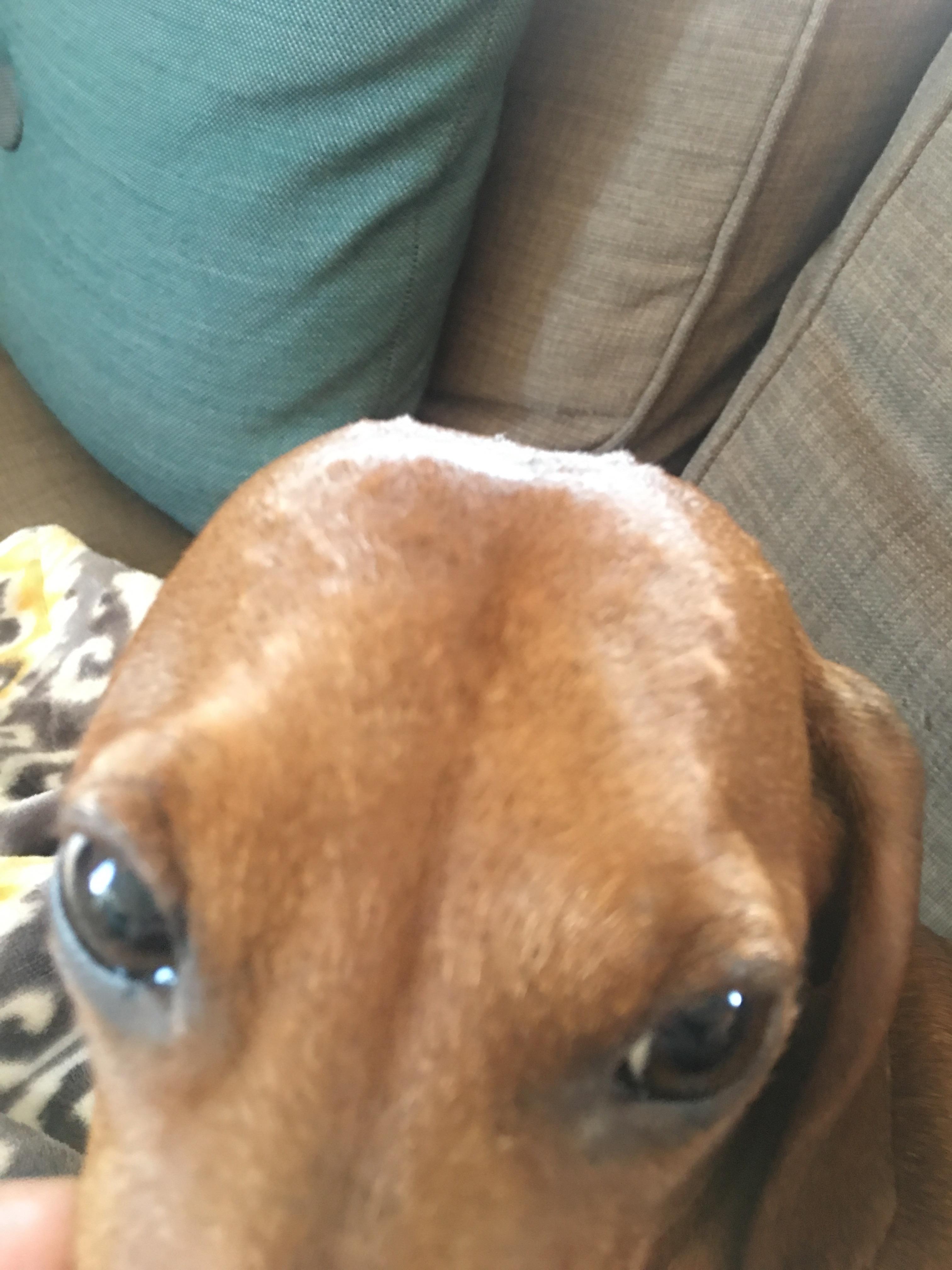 Please help what are these bumps on my dogs head?? r/Dachshund