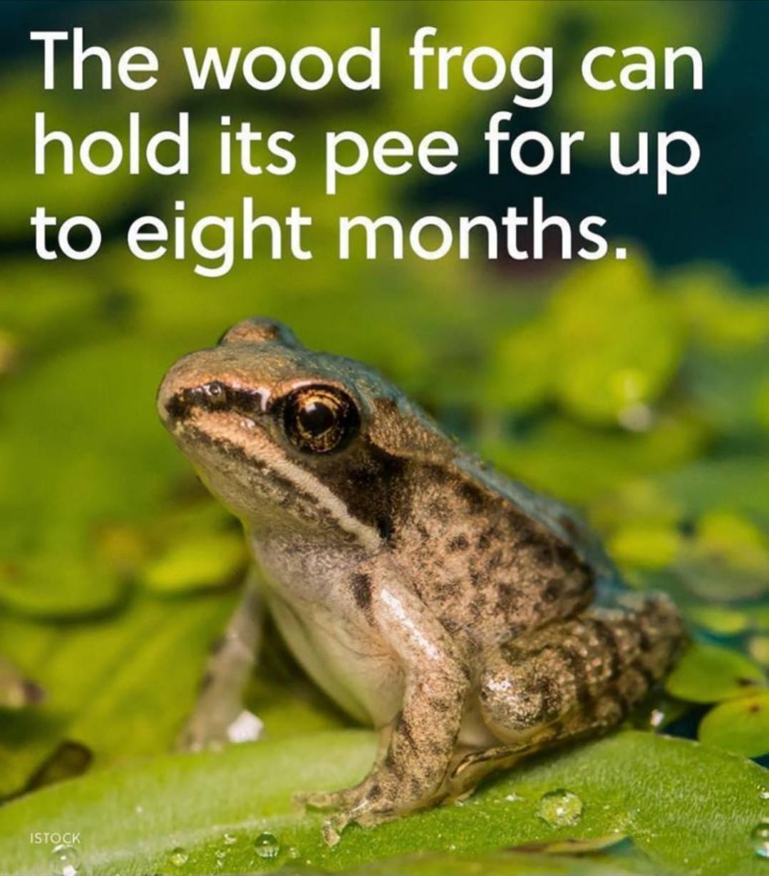 You've heard of tree frogs... What about pee frogs? r/frogs