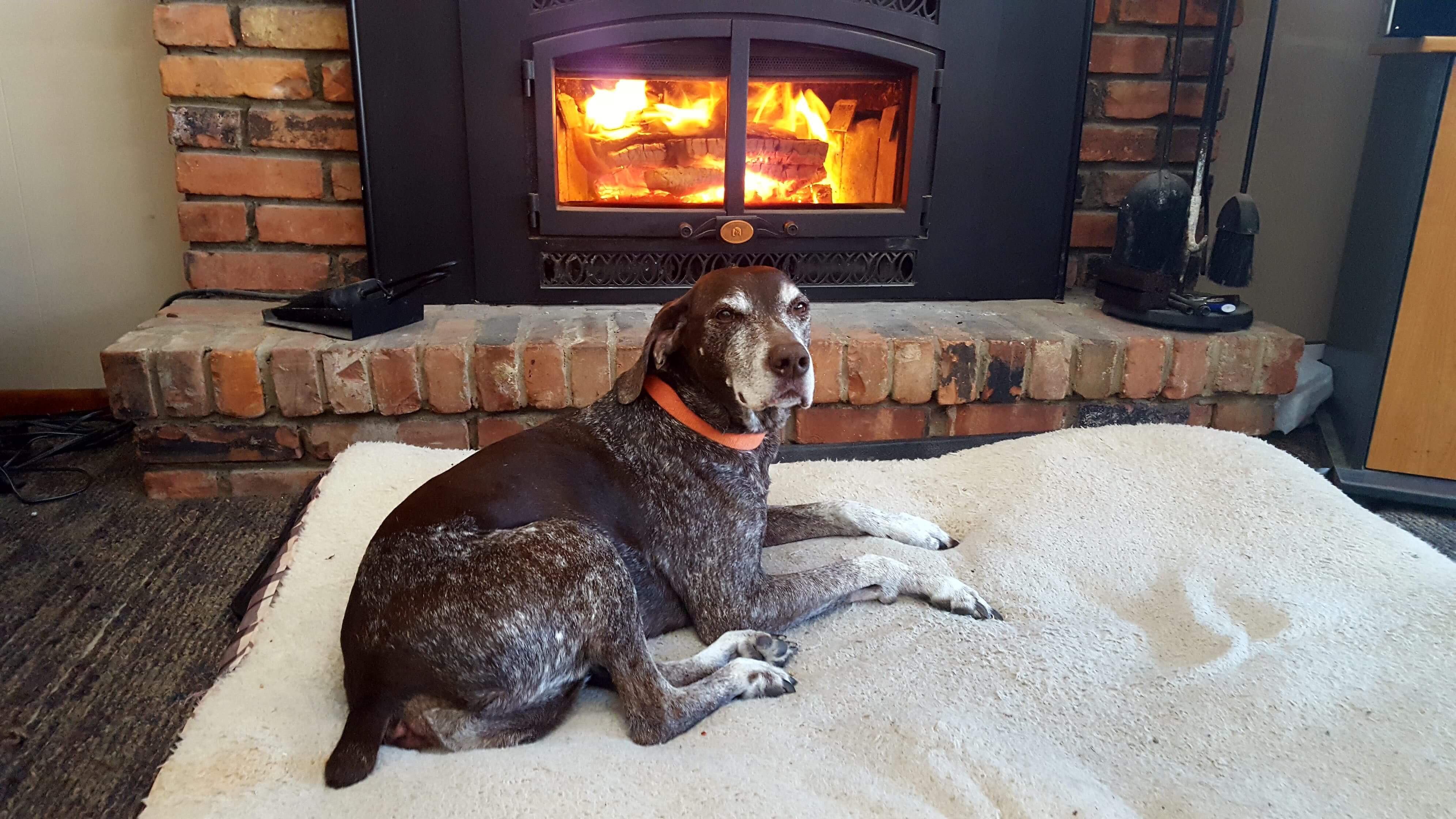 The best dog ever. r/doggos