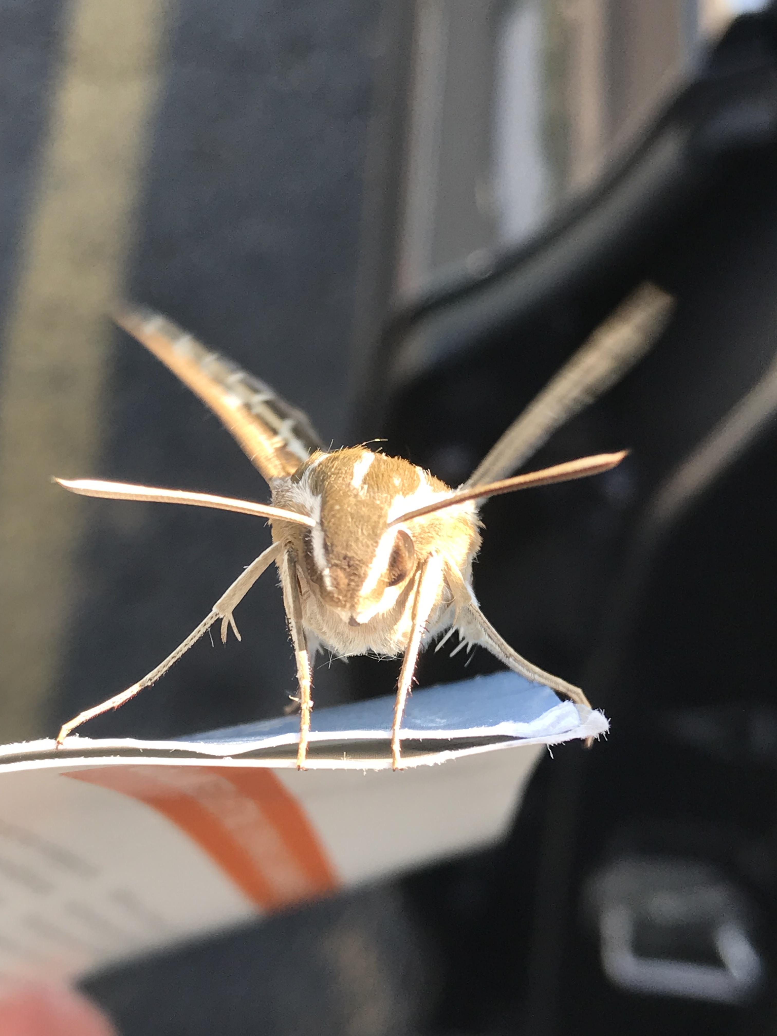 This giant moth hitched a ride in my car this morning. I only screamed