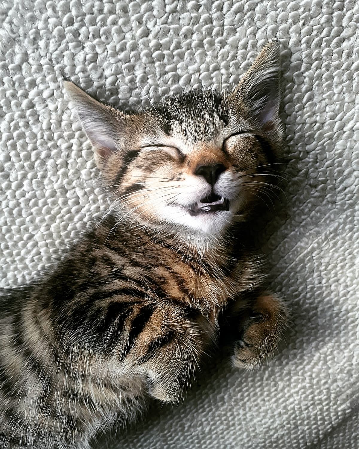 Have you ever seen a kitten having a good dream? I'm in love r/aww