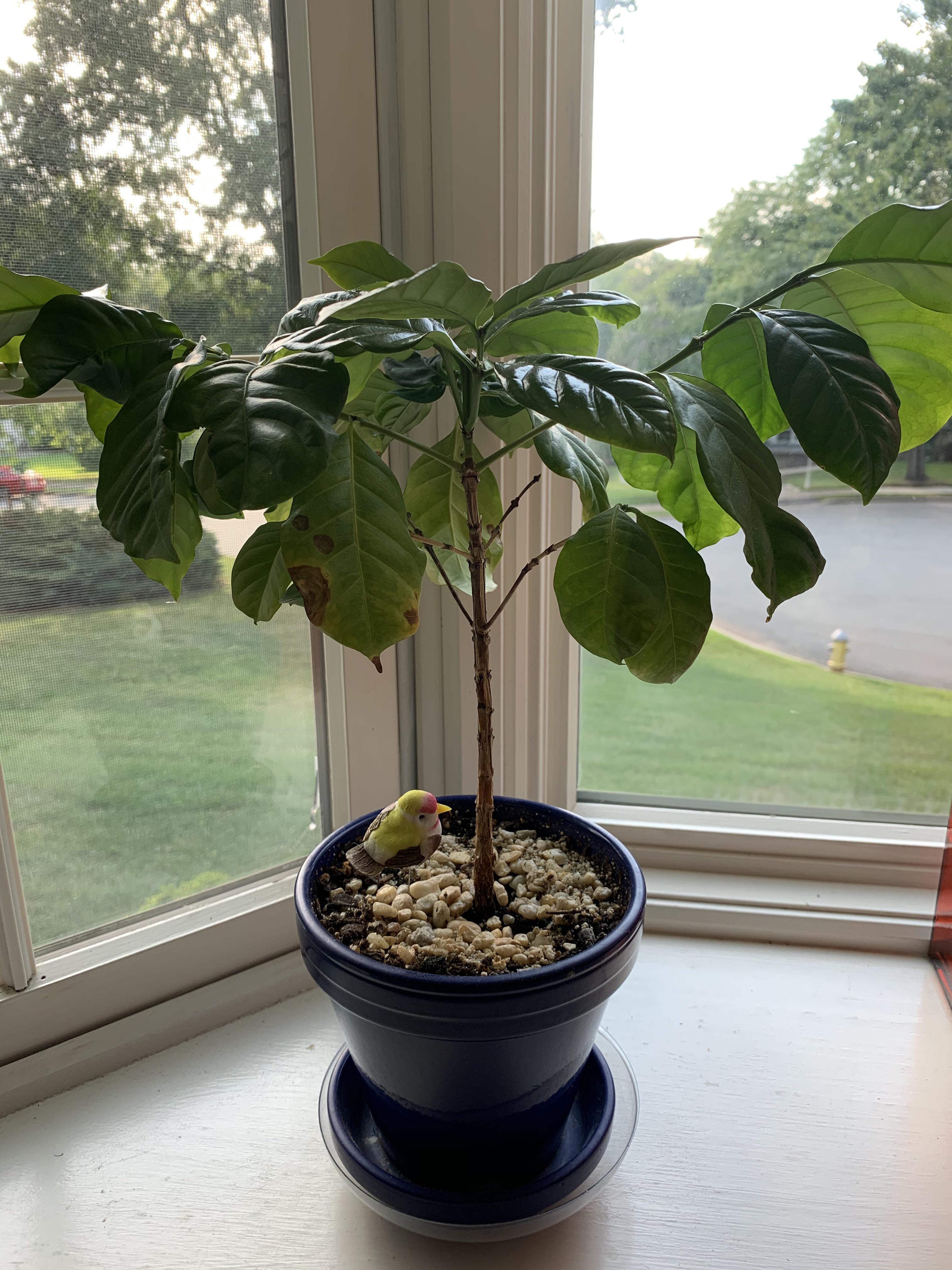 What’s wrong with my coffee plant? As it grows it drops its leaves and