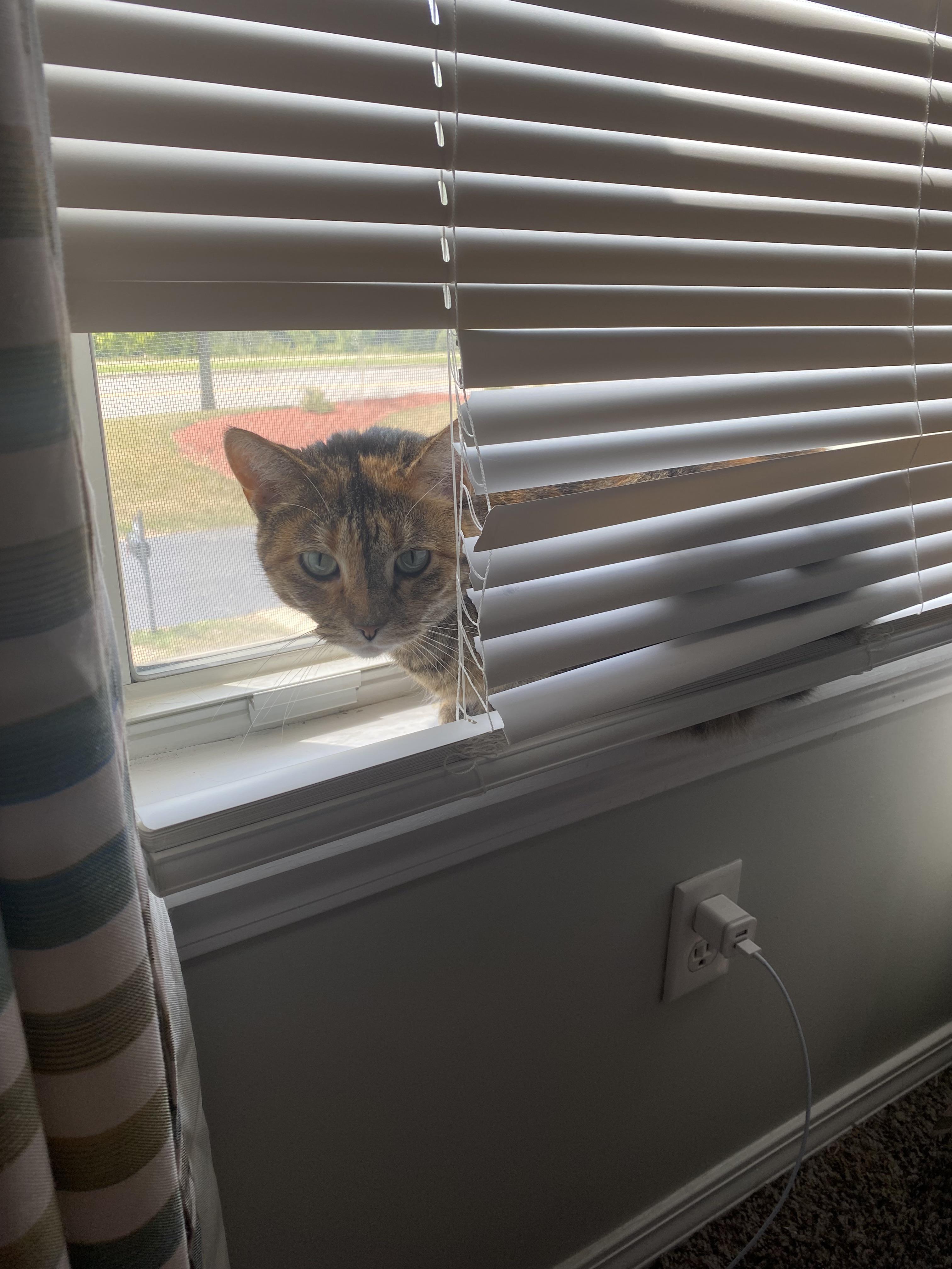 Our cats have ruined all of our blinds like this r/cats