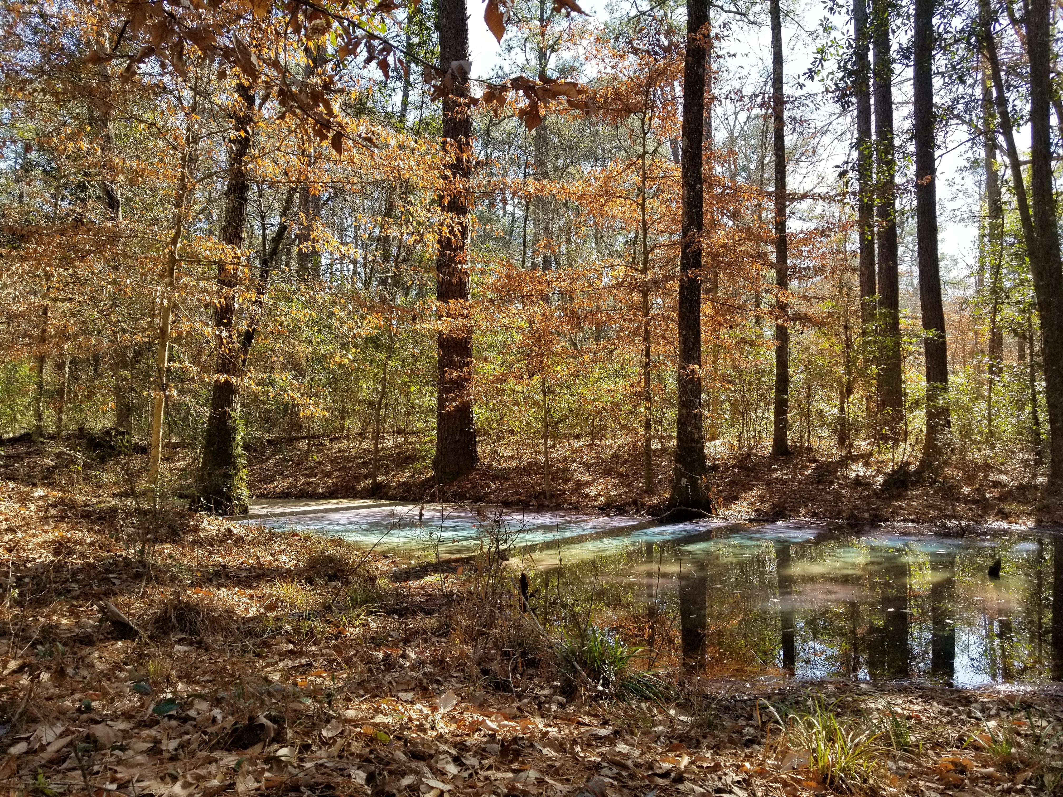 The illusory rainbow pond of Boykin Springs, East Texas. (OC) 4032 x