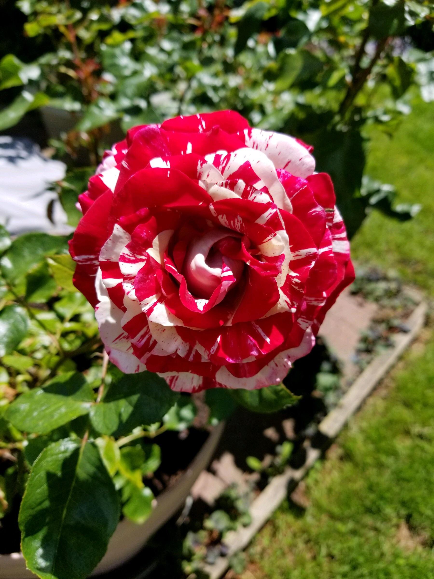 Experimental Verluste Sich unterhalten rock n roll rose uns selbst