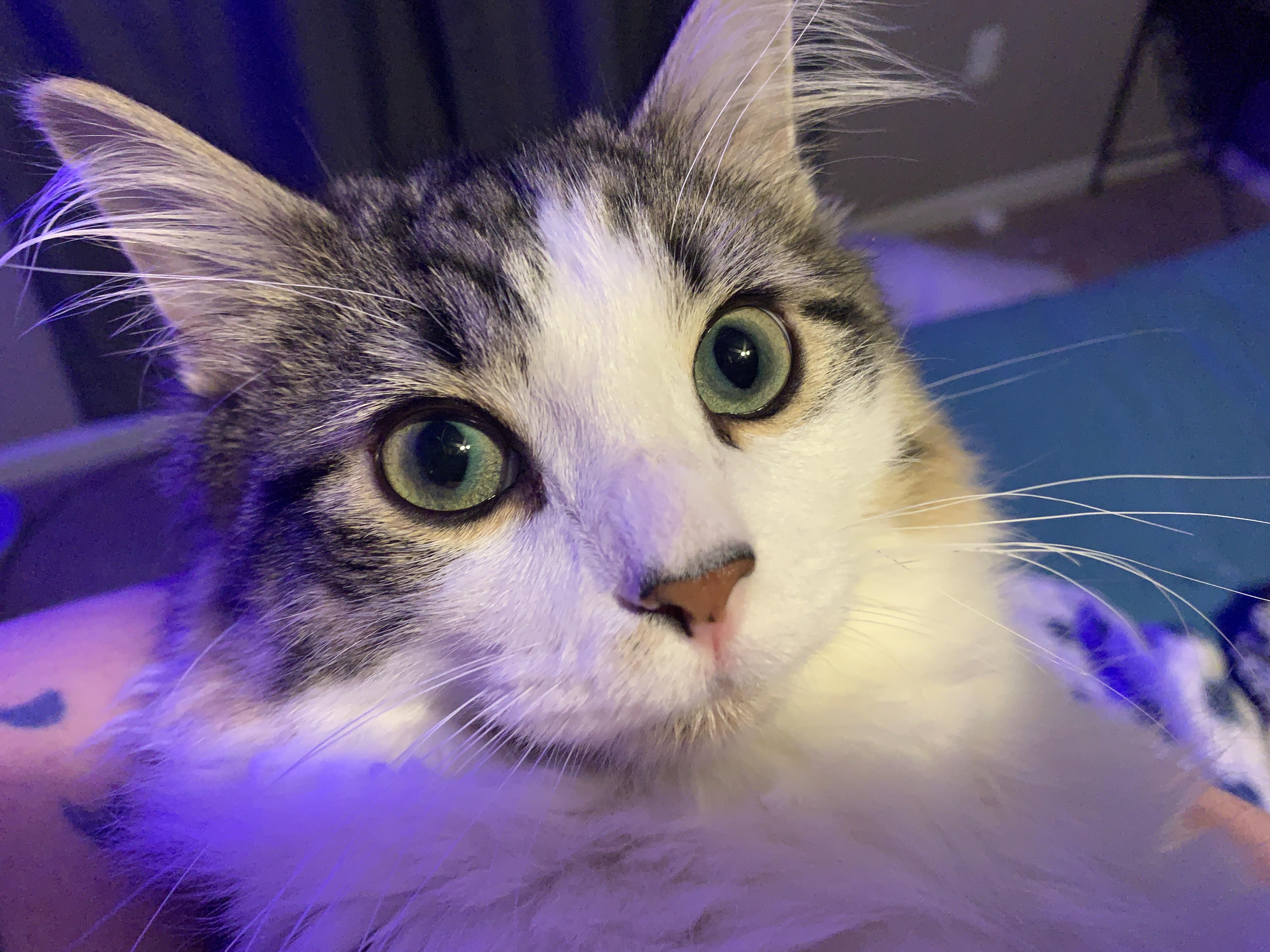 Ear Furnishings r/catpictures