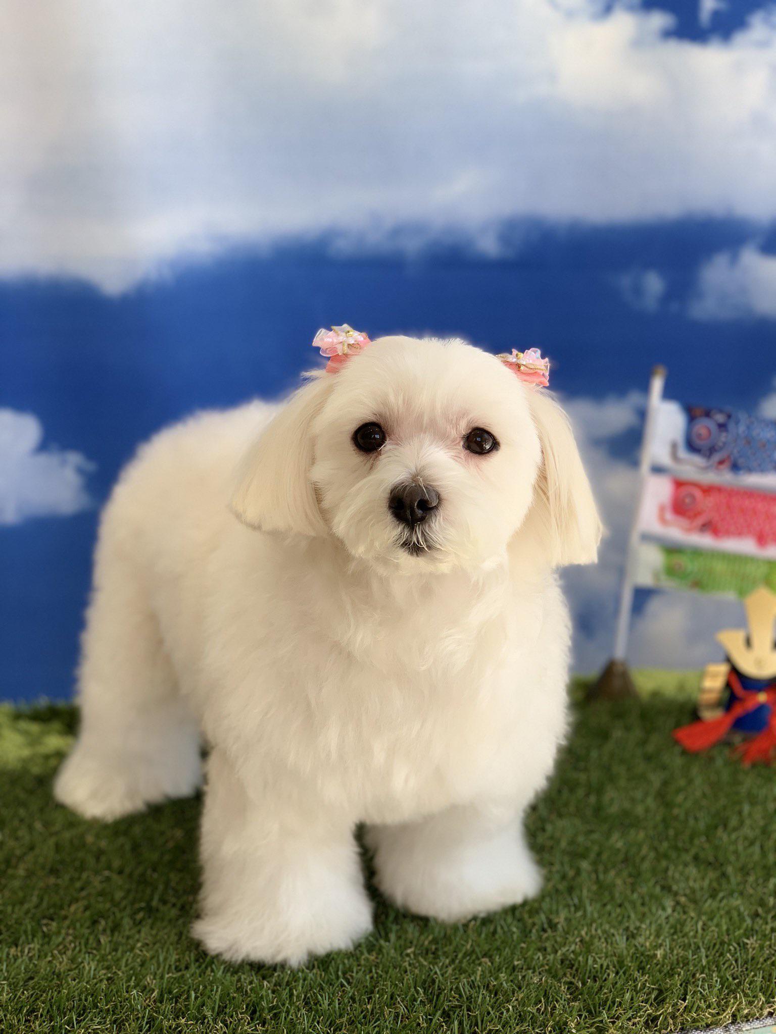 I follow a small Japanese dog grooming salon and they posted this