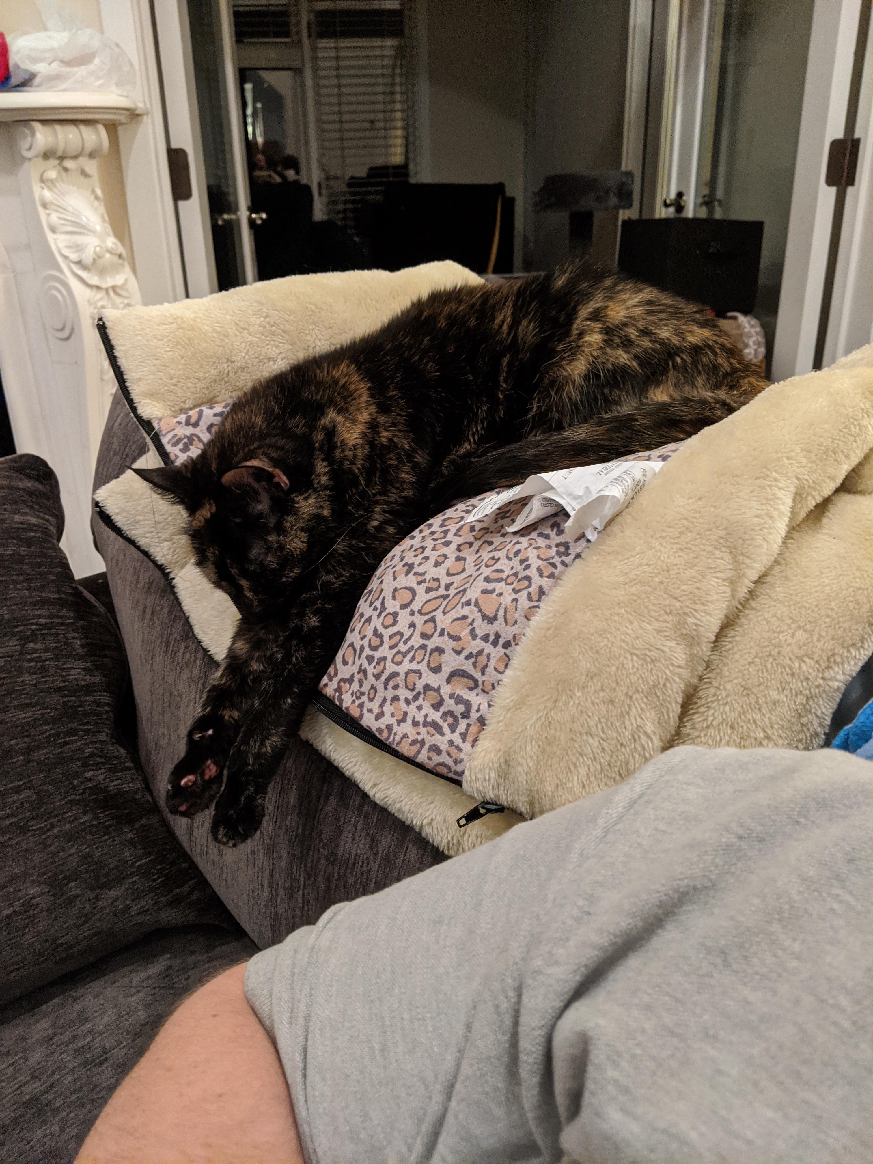 My tortie melting over the back of my couch. r/TortieCats