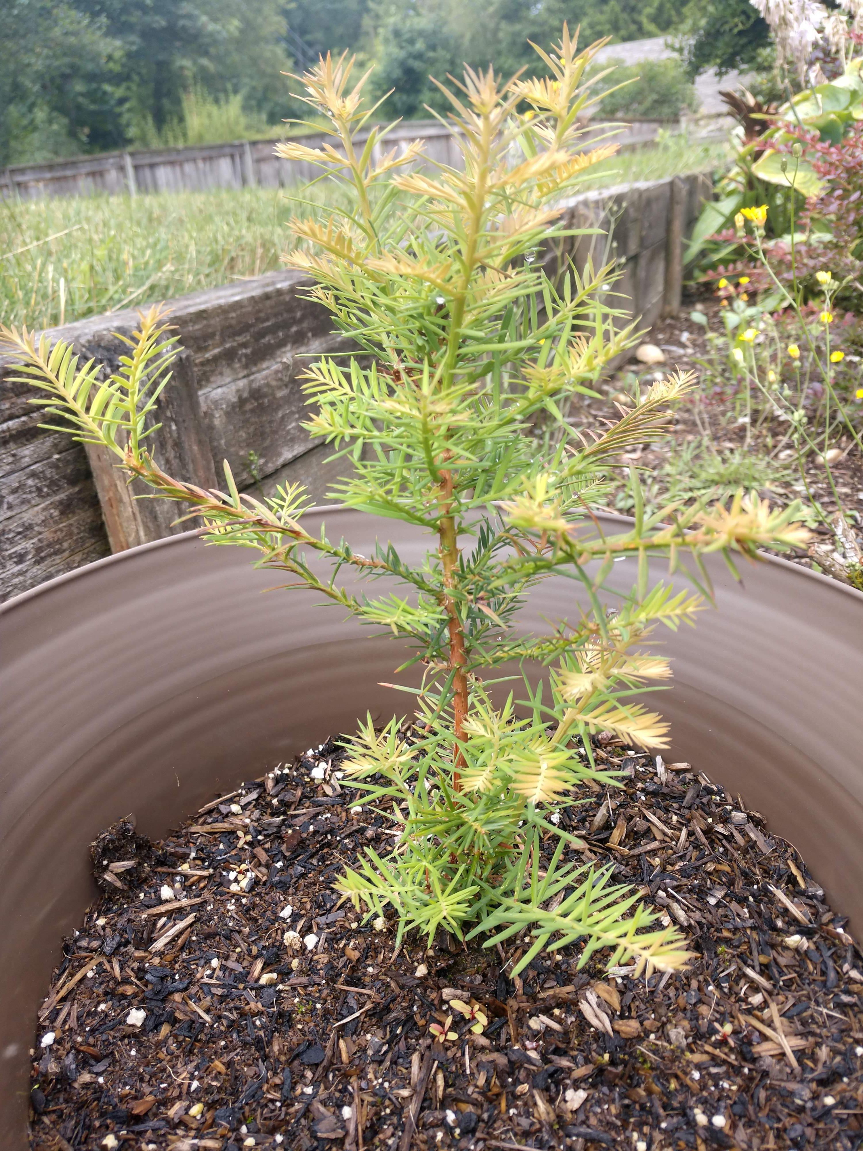 Do I need to prune? plants