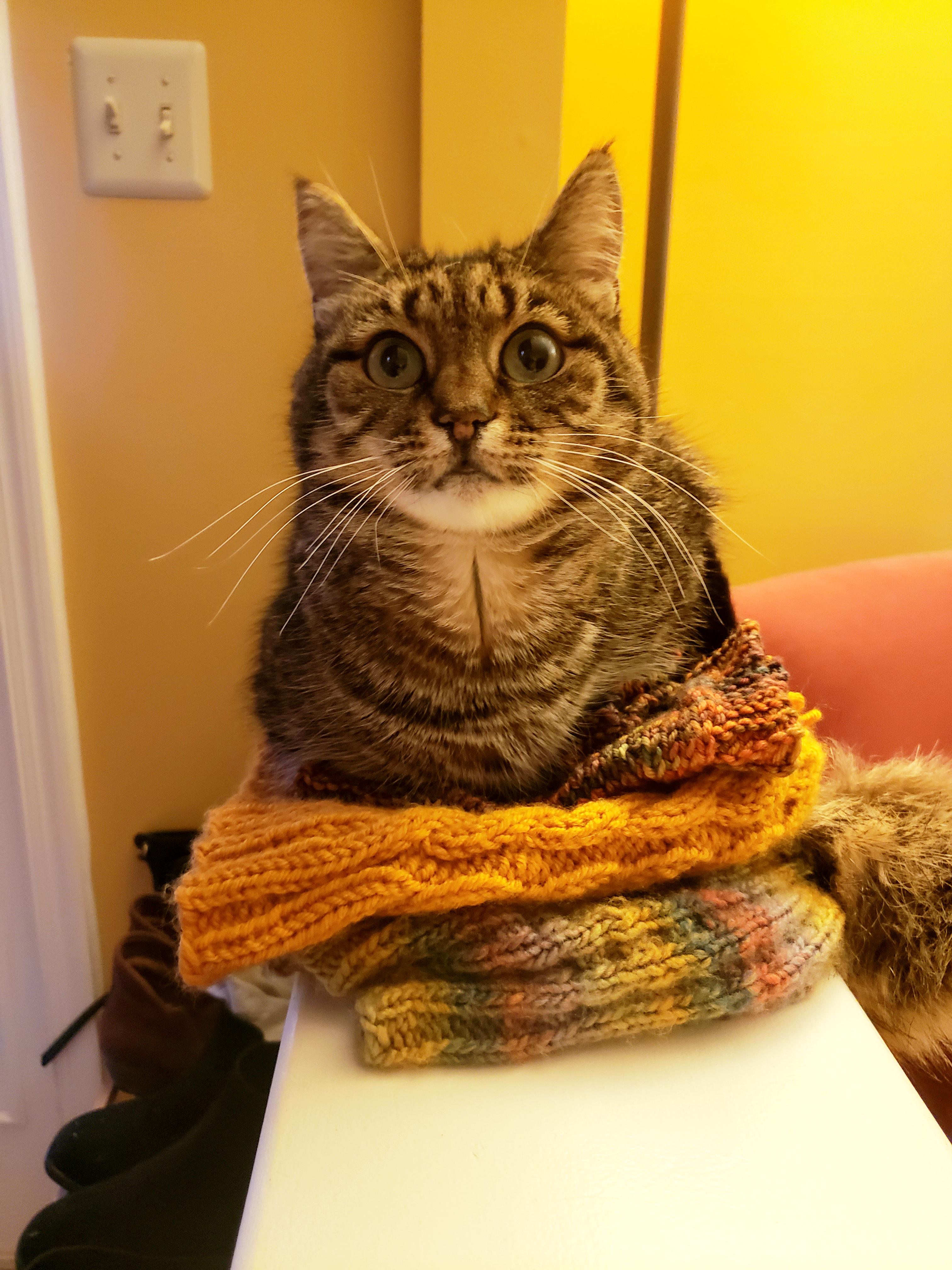 Apparently my pile of beanies is the perfect loafing spot r/Kitting