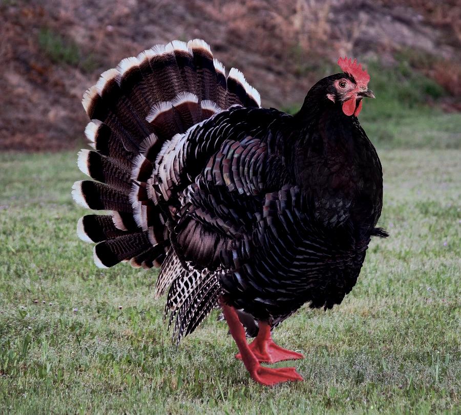 Turducken r/HybridAnimals