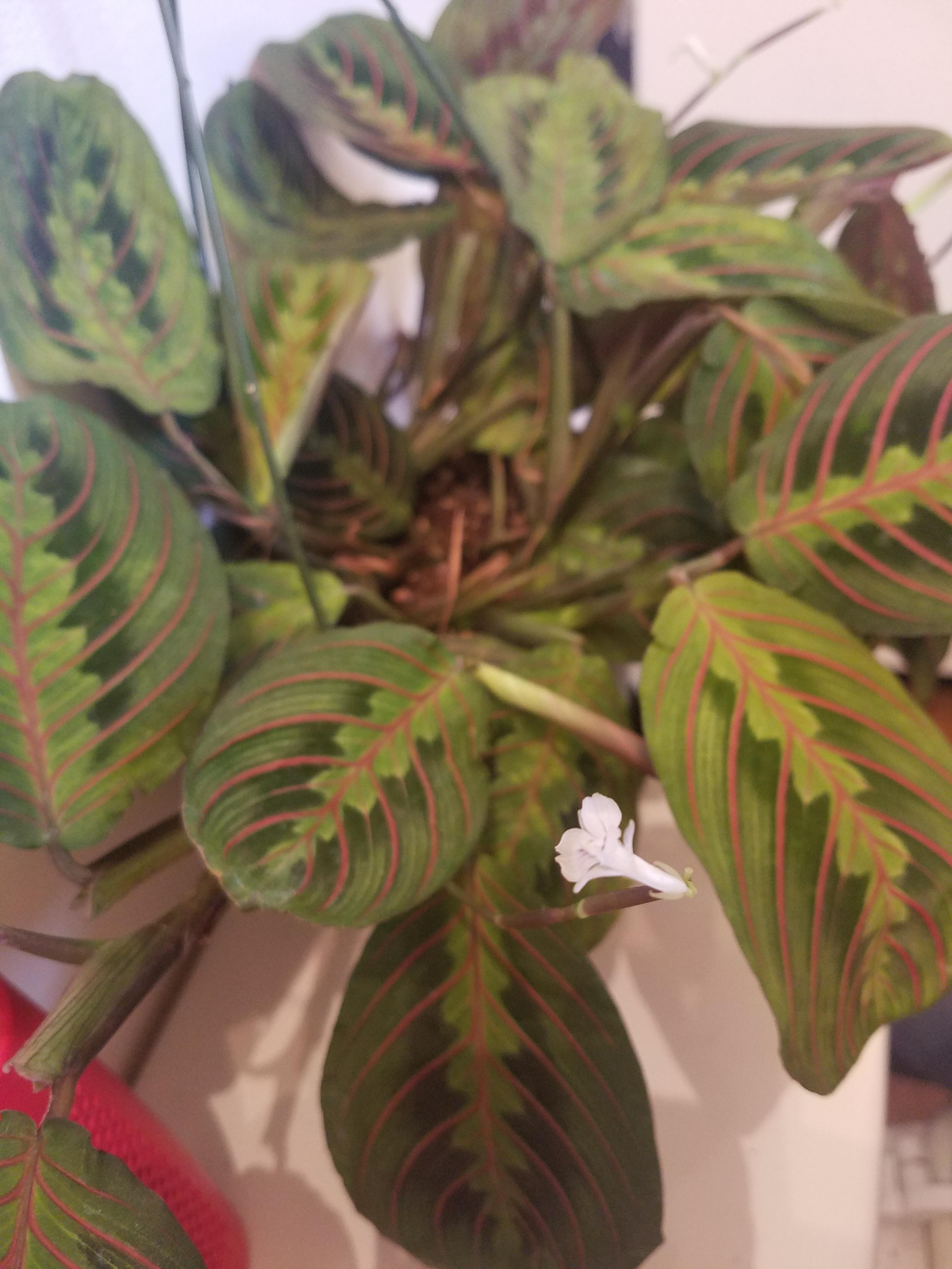 My prayer plant is flowering! r/houseplants