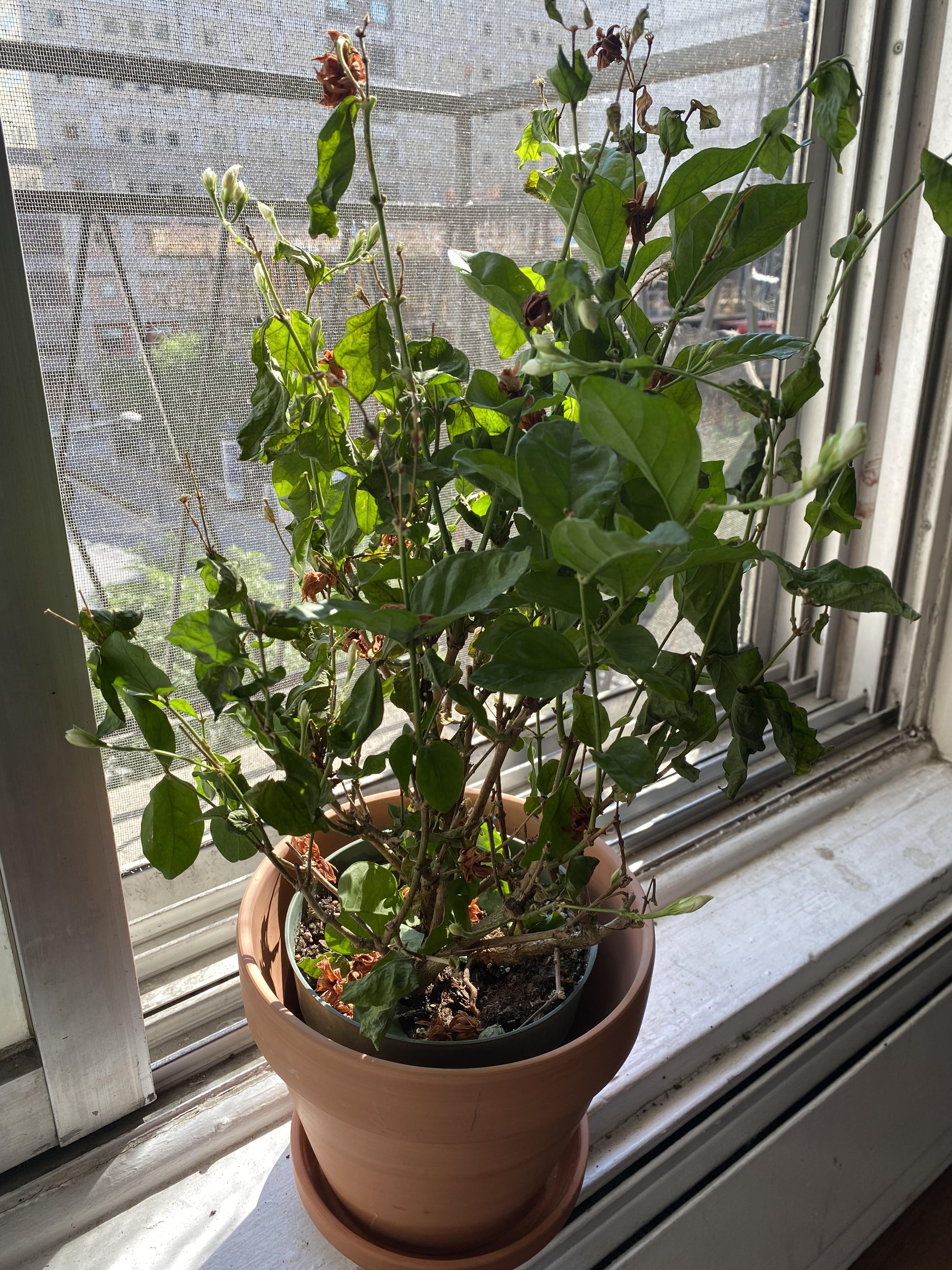 Became a plant mom this summer and my first one is dying 😭 my beautiful