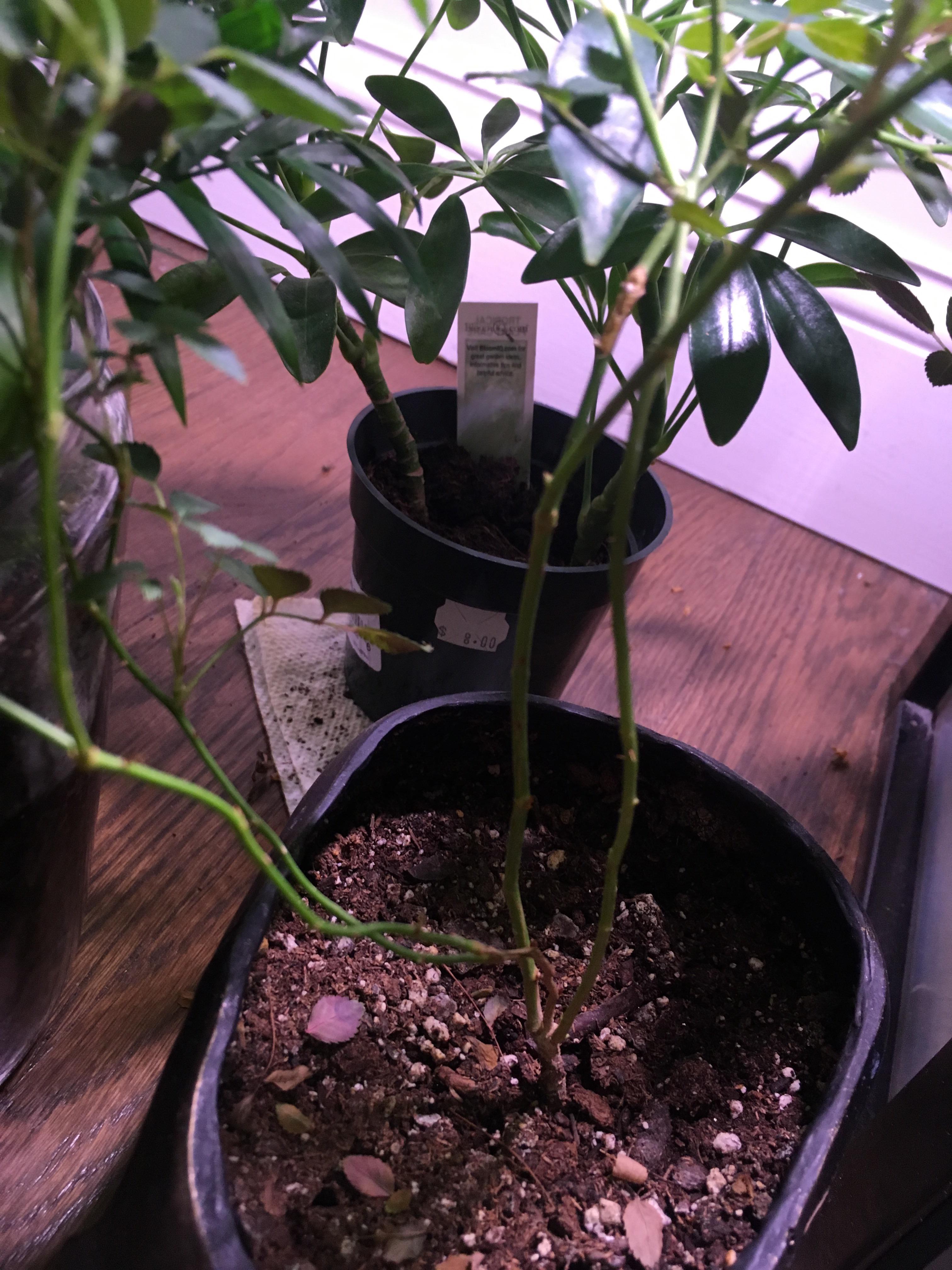 The bottom leaves on my rose plant are yellowing and falling off. Help