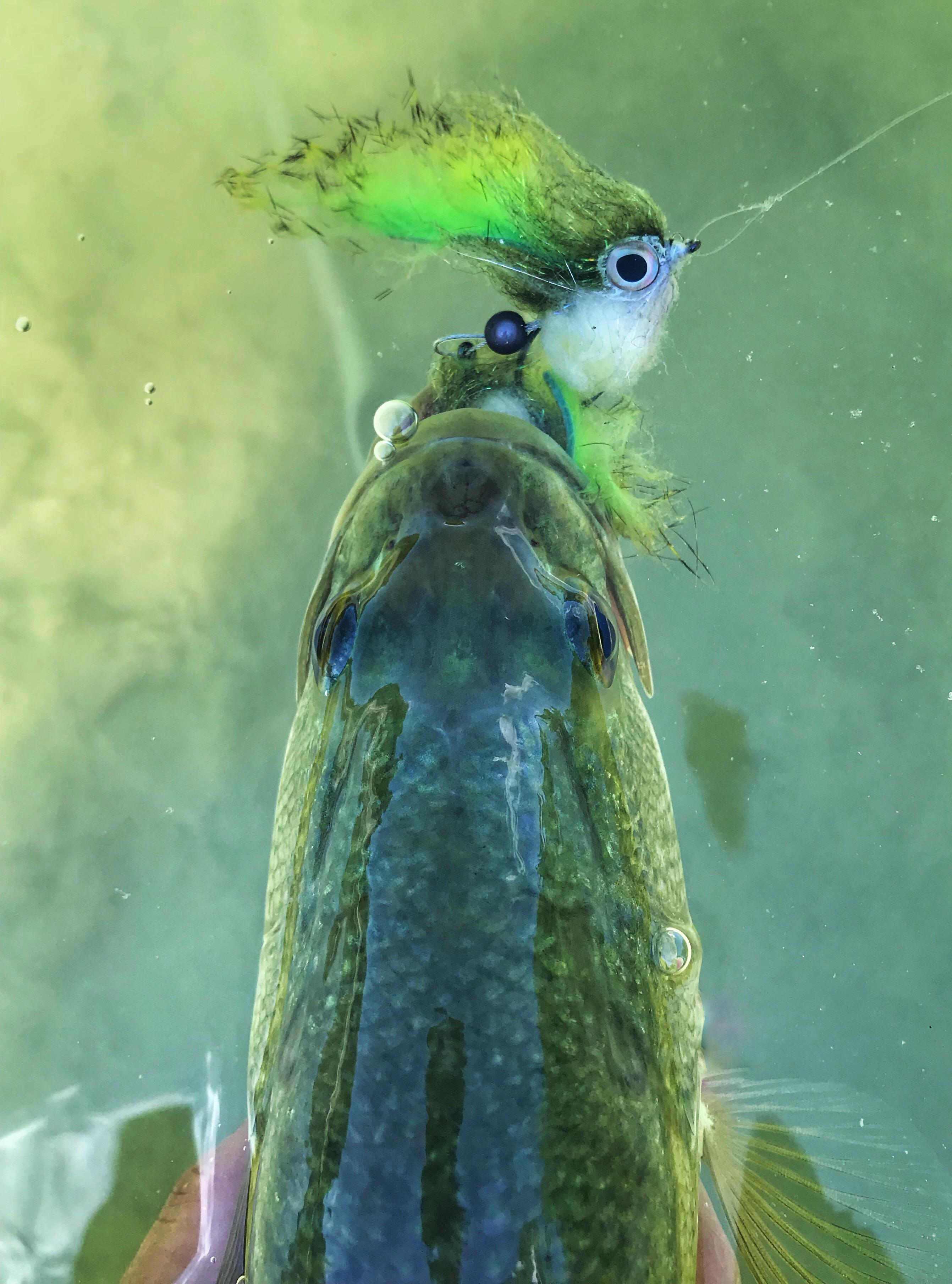 Bass on the fly r/flyfishing