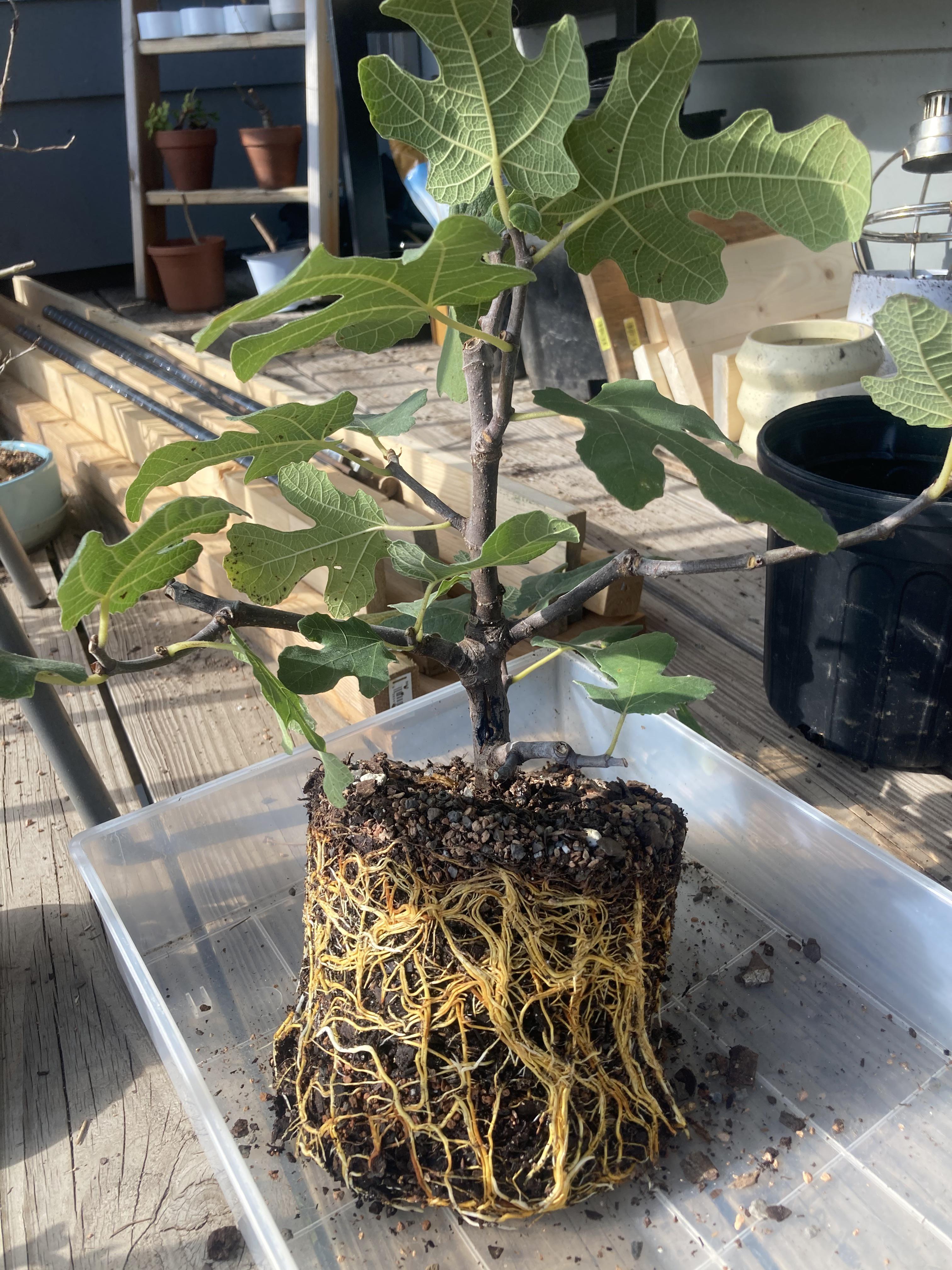 Bonsai Air Layering Propagation