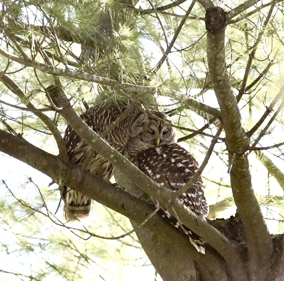 Owl love in my own back yard... r/aww