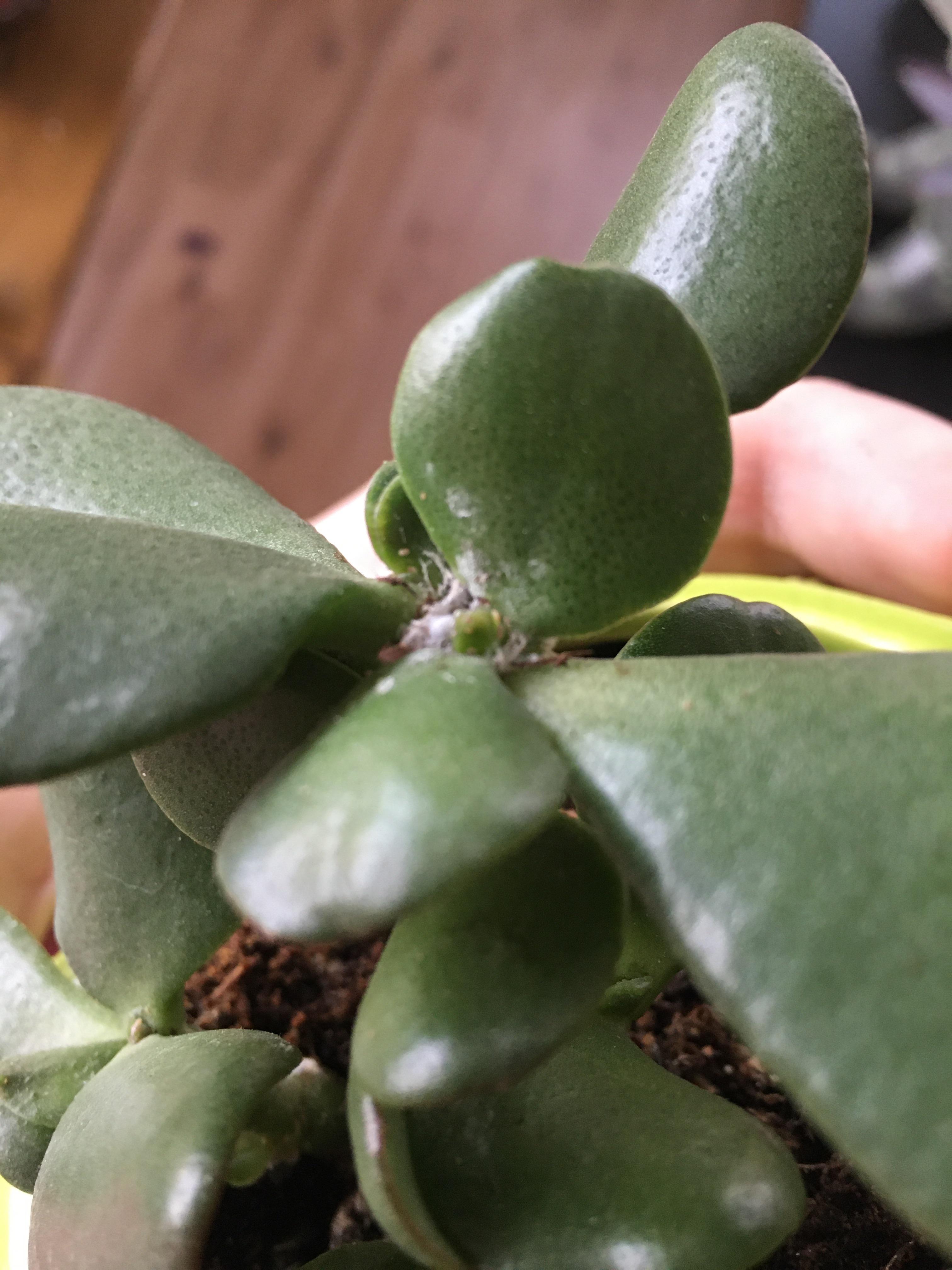 What’s this white stuff at the top of my Jade plant? Do I have an infestation or fungus of sorts
