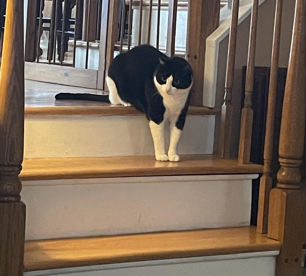 The way my cat sits on the stairs r/AnimalsBeingDerps