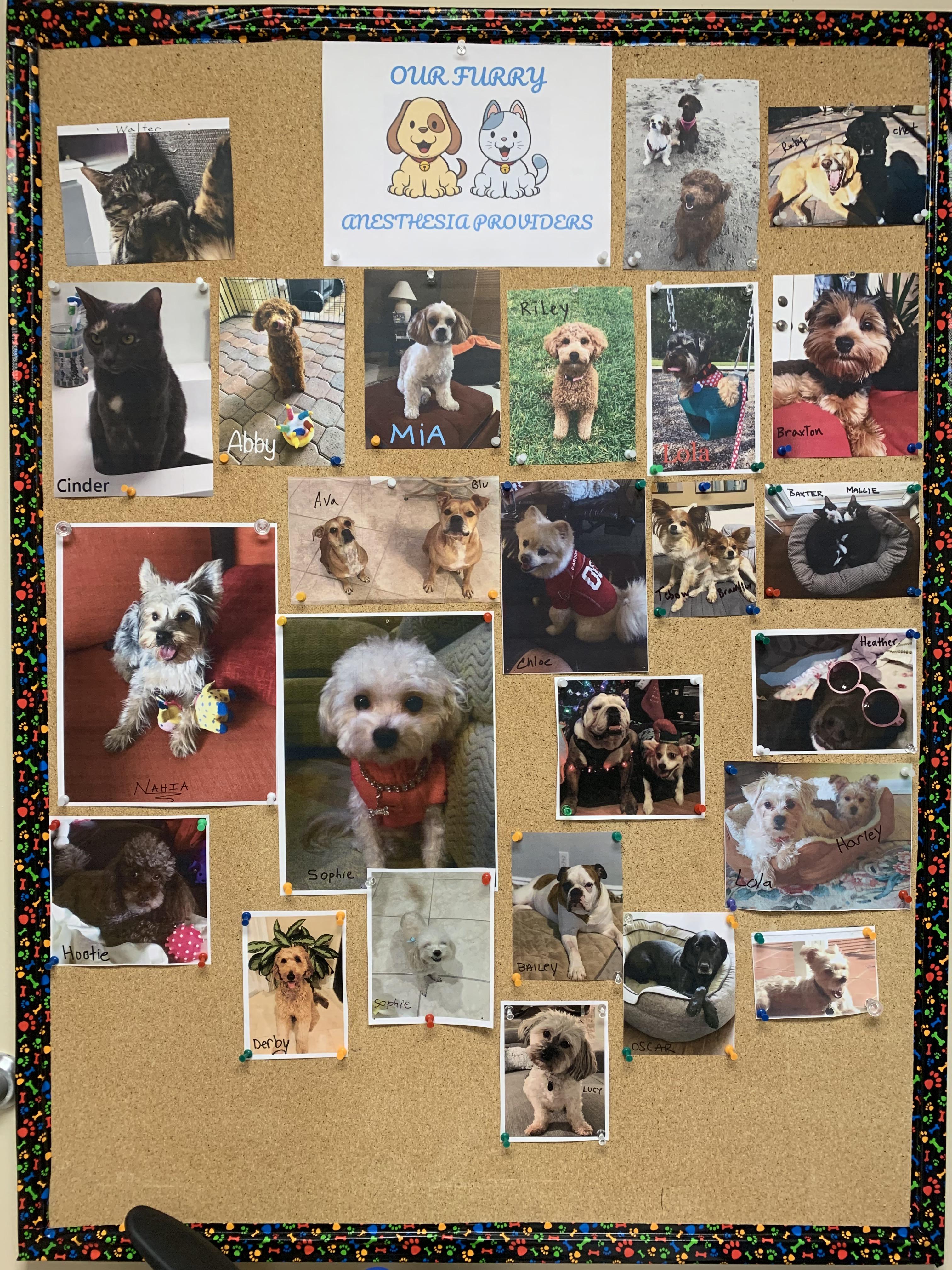 My workplace has a wall of pictures of our pets. It makes me smile