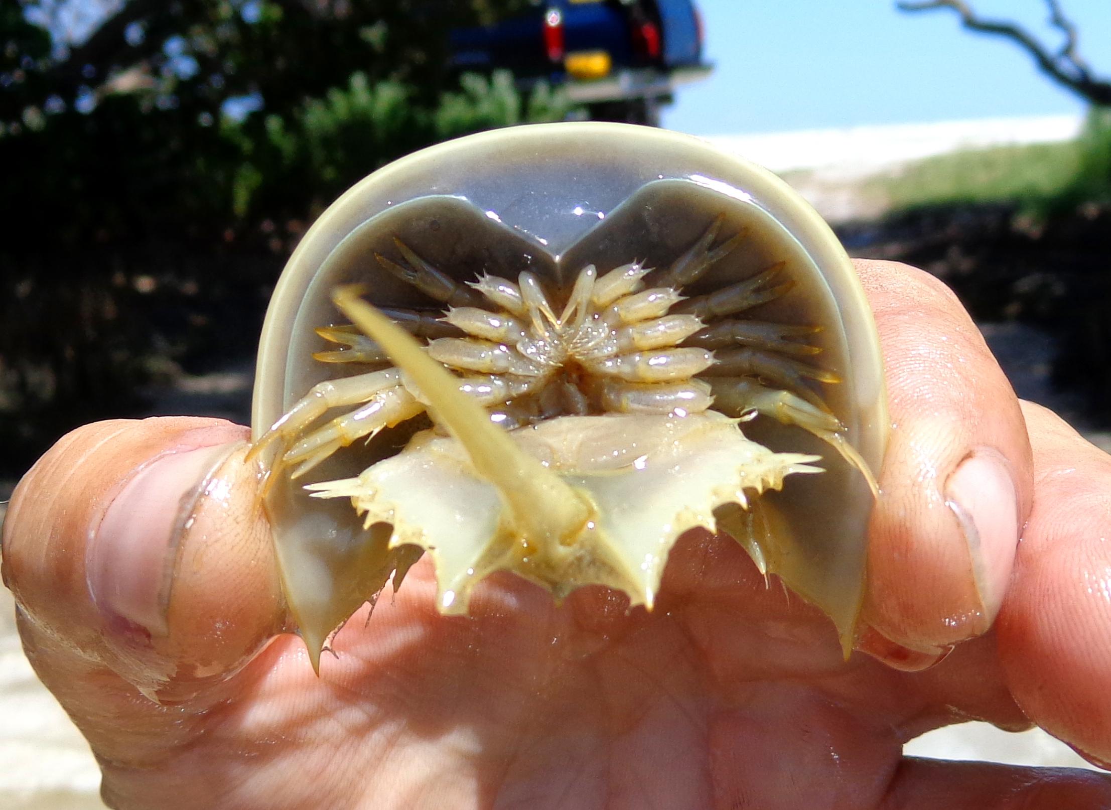 Baby horseshoe crab r/mildlyinteresting