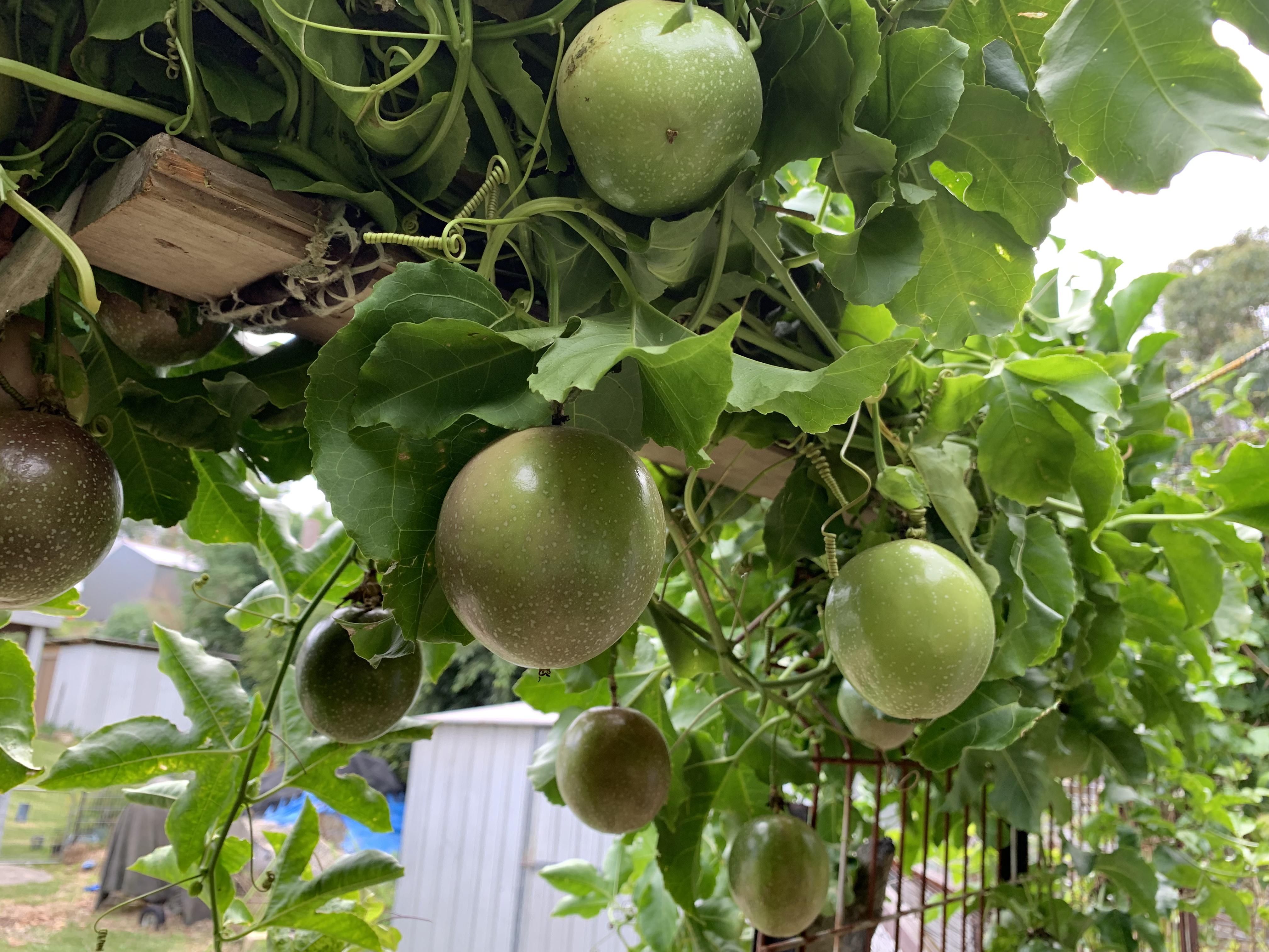 I have a super fruitful passion fruit vine, but the fruit keeps getting
