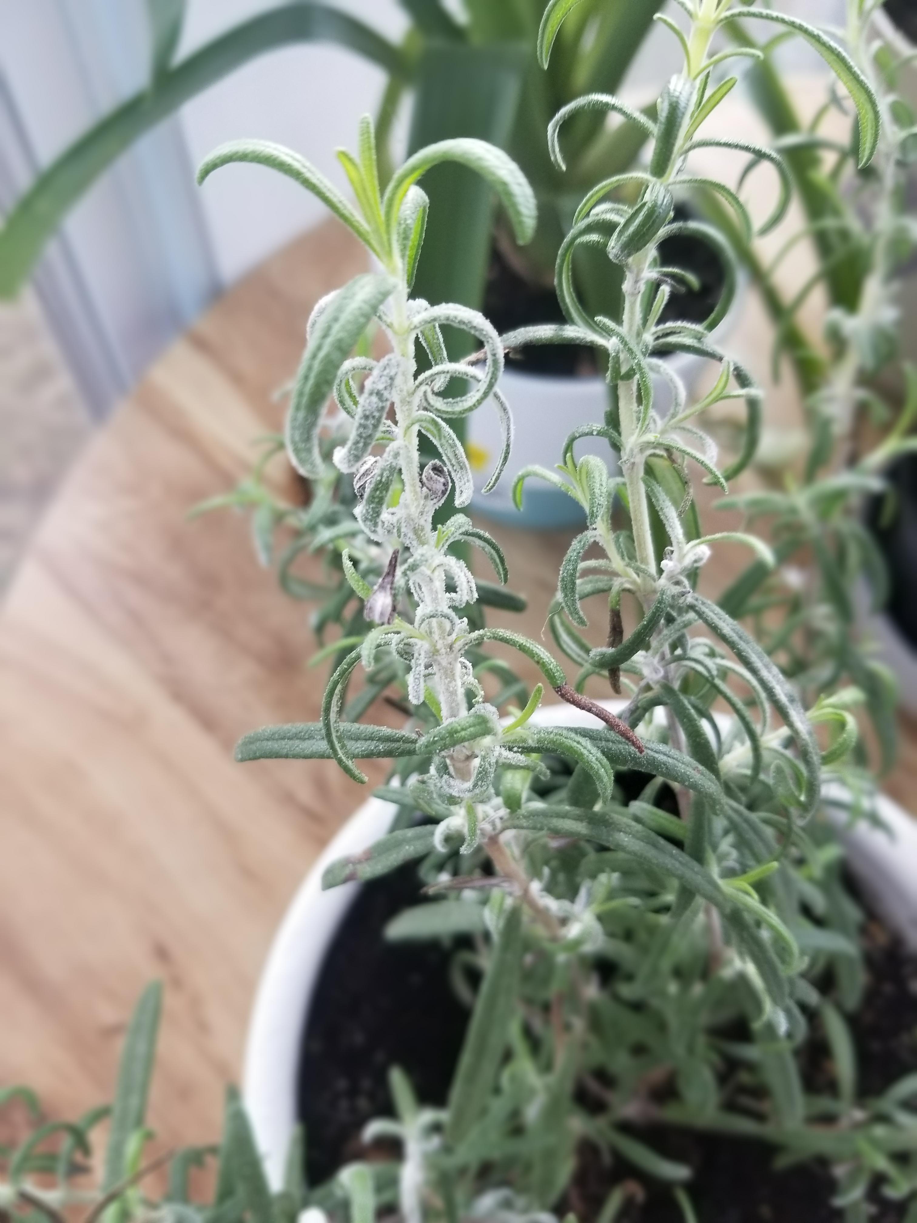 Anyone know why my rosemary has white stuff on it? r/plants
