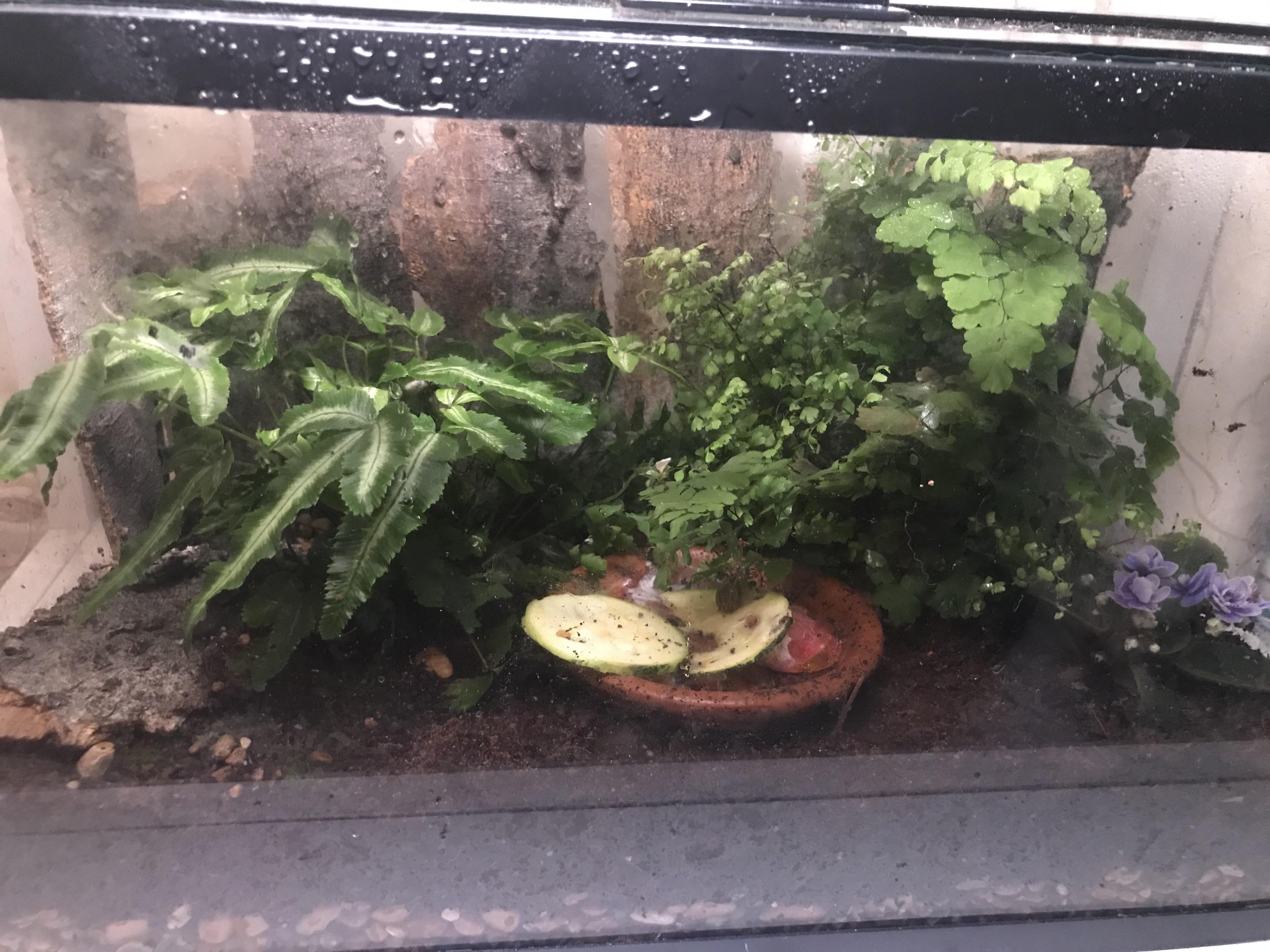 My 5 gal Snail Vivarium r/snails