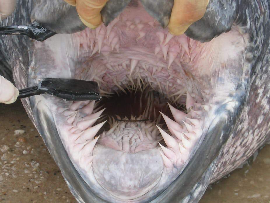 The inside of a Sea Turtle's mouth looks like something