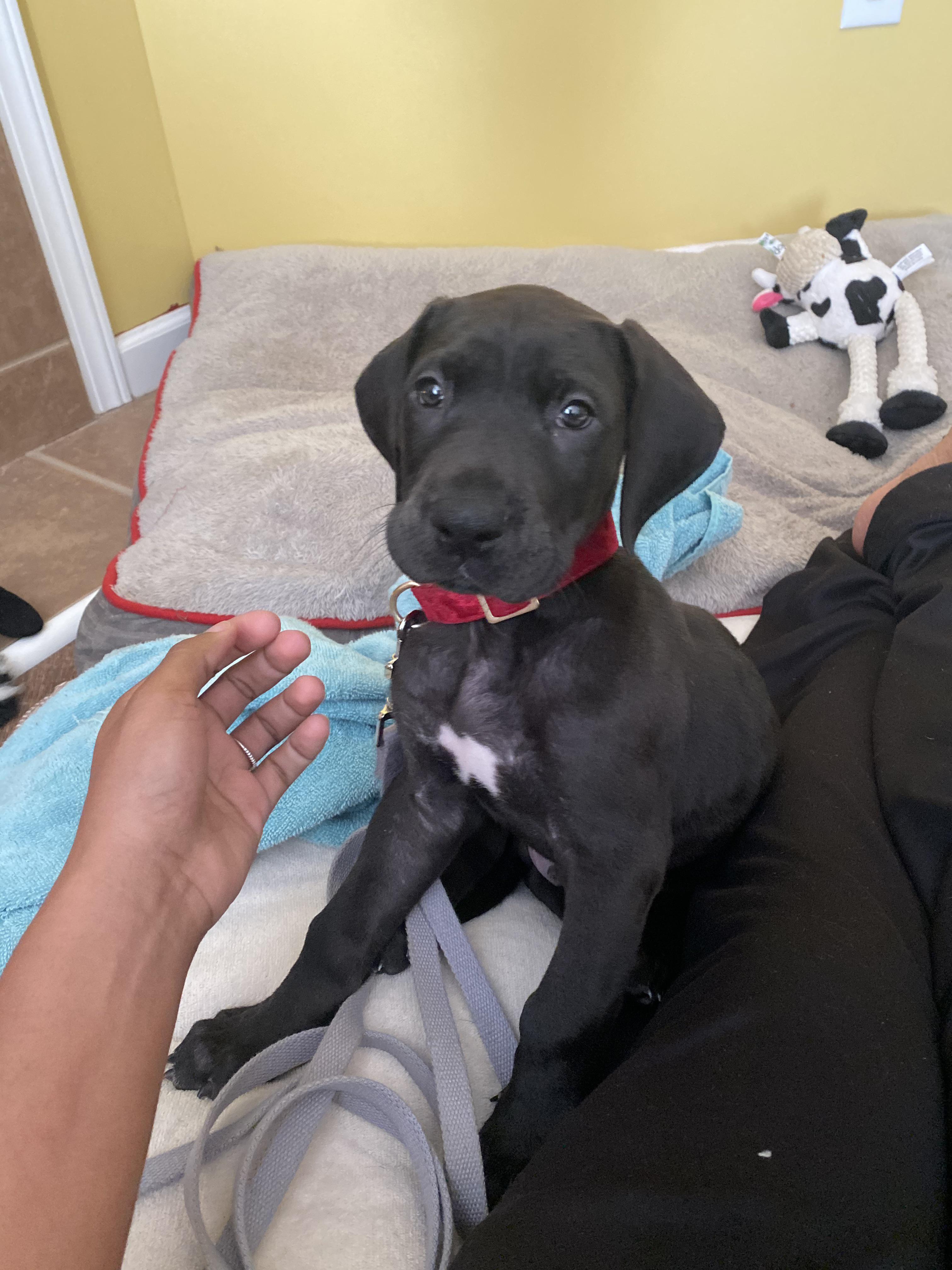 Hey everyone! New Great Dane puppy mom here, Is my puppy too thin