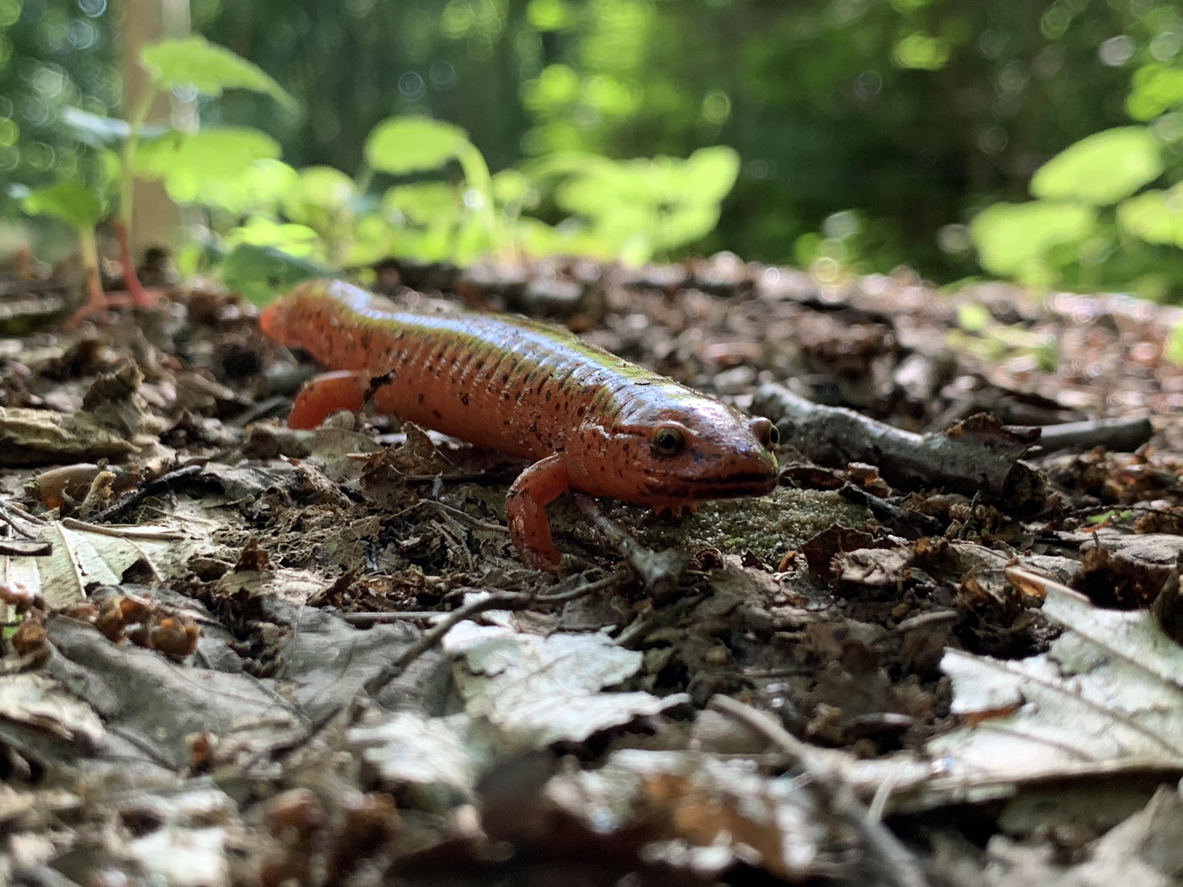 Salamander at Welton's in Geauga county, Ohio r/Forest