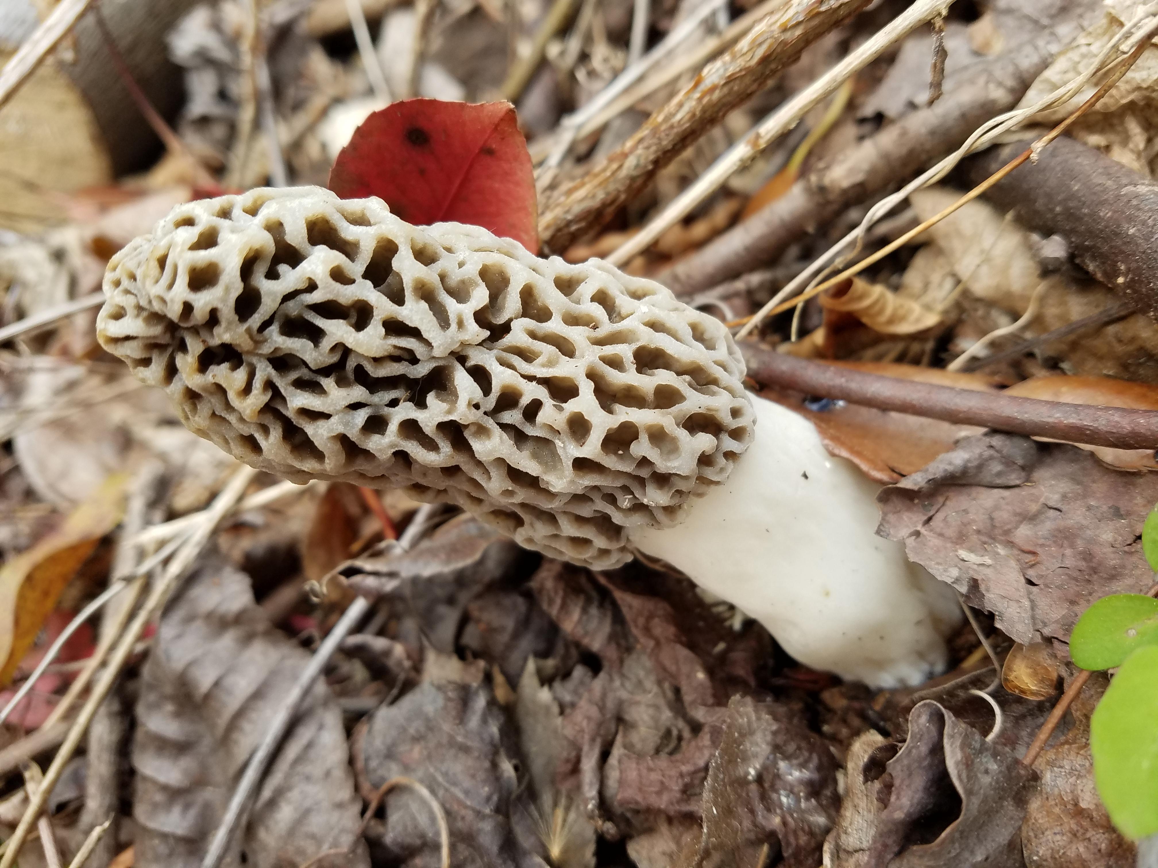My first Morel, spotted in North Carolina. r/Morel_Hunting