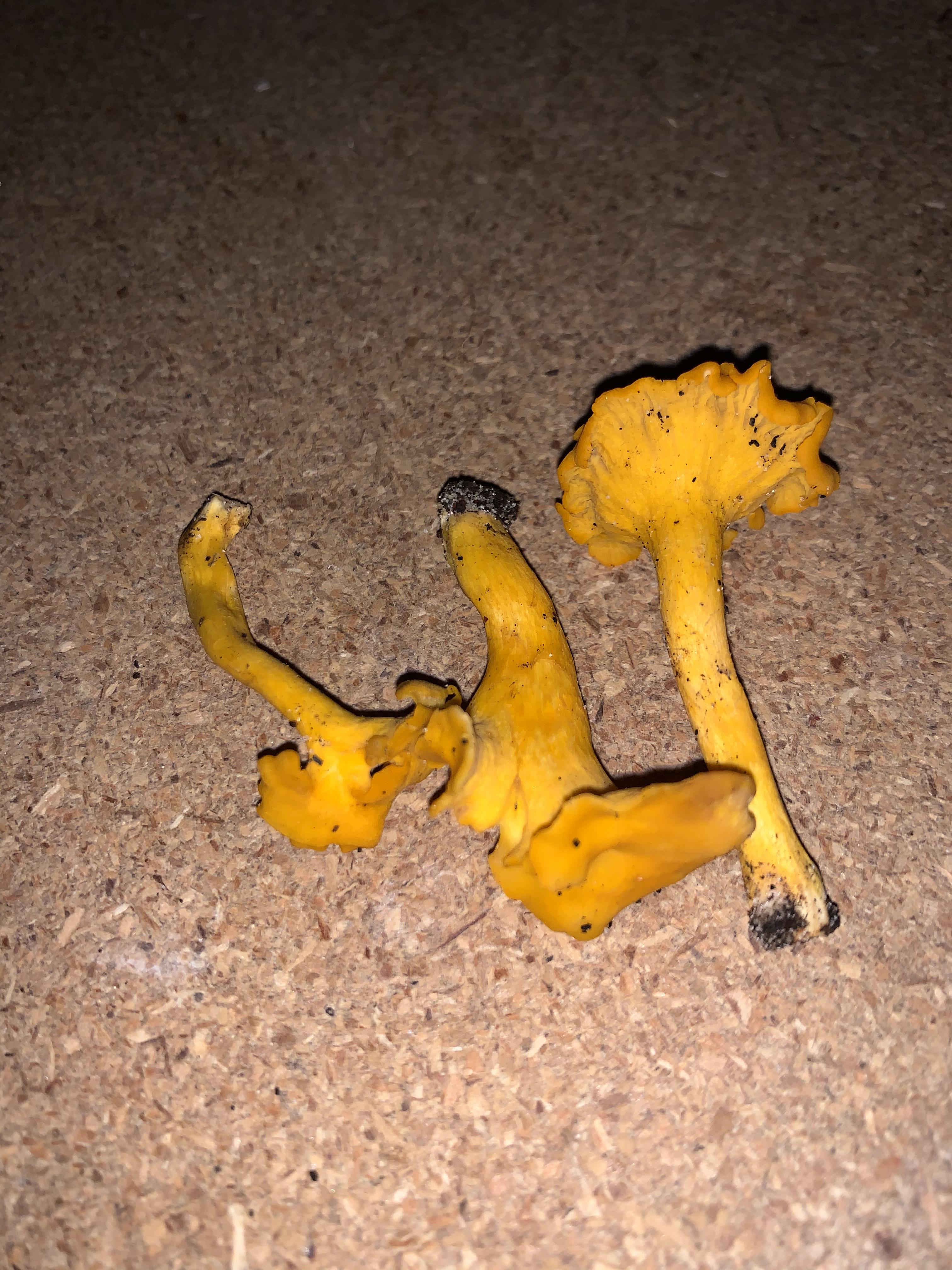 These smell so nice... chanterelle look alike? r/mycology