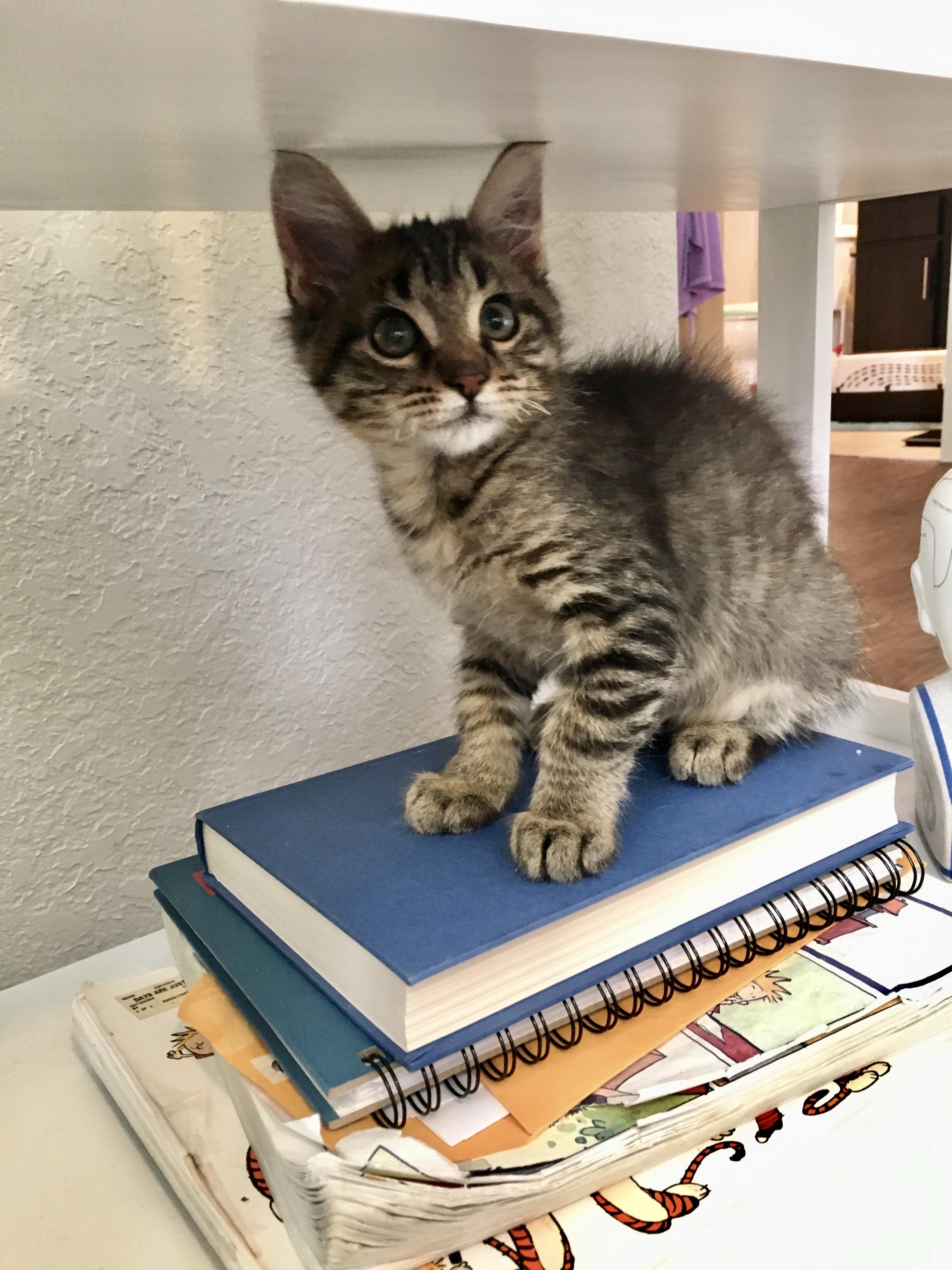 Jack the kitten may have cataracts in one eye, but he’s still quite the