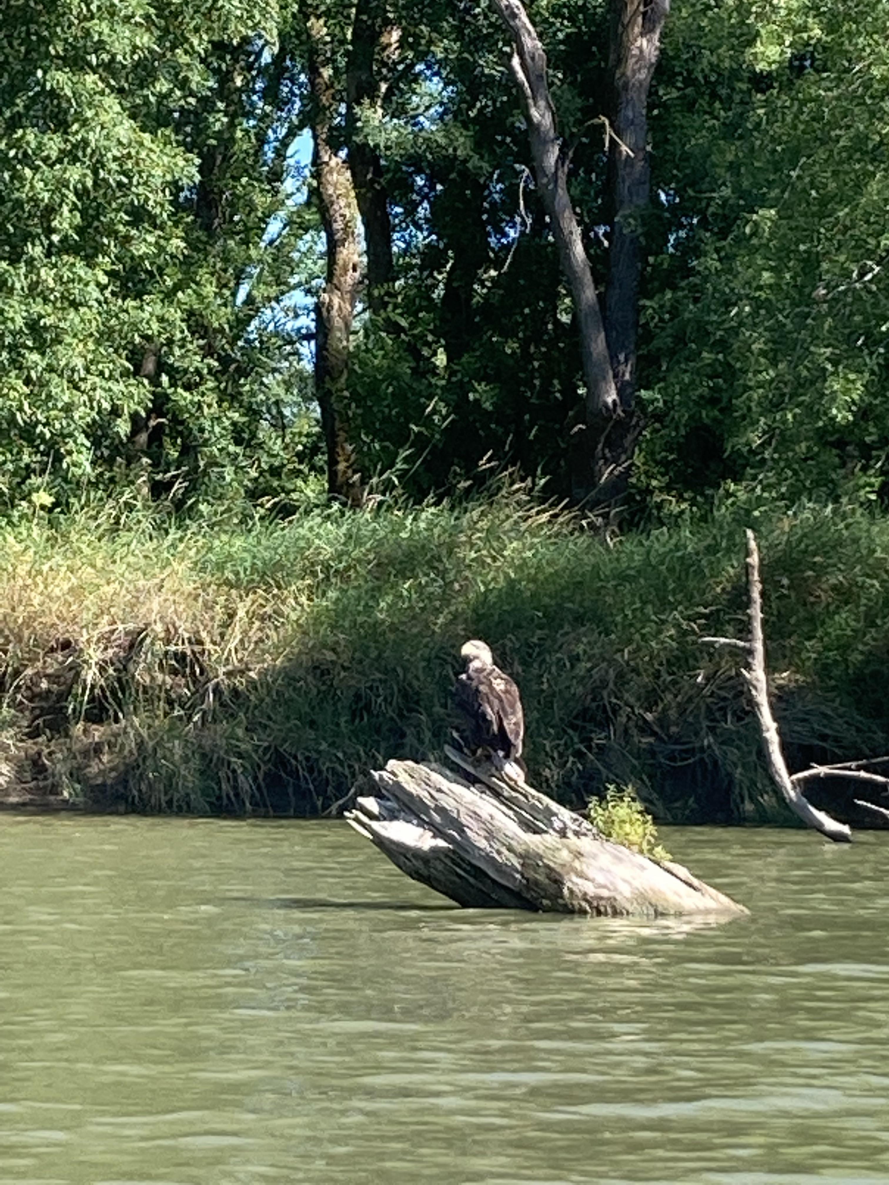 Golden Eagle? seen at sauvie island sturgeon lake r/Portland